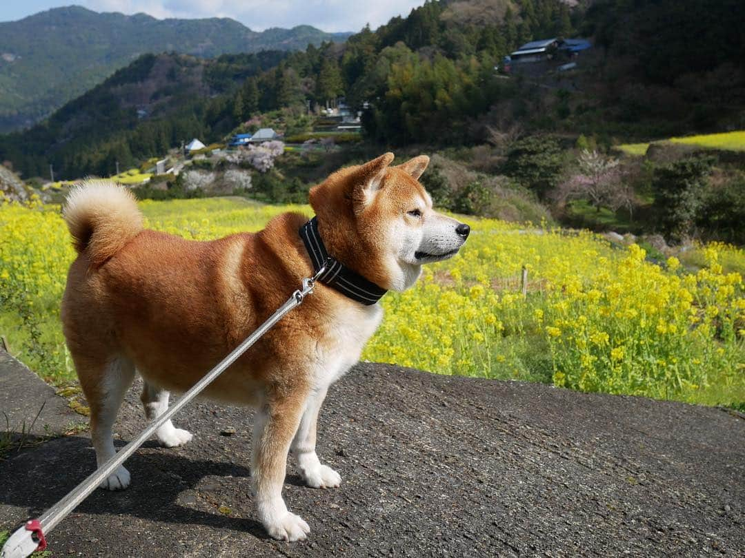 shibainu berryさんのインスタグラム写真 - (shibainu berryInstagram)「神山散歩中の何気ない写真🐻 柴犬と日本の田舎の風景はいいね〜馴染みすぎる☺️ 👵はむくみのリード、👩はべりやんのリード持って… むくみんはグングン進んで草むらを見つけては駆け回り、べりやんはのっそのっそ、クンクン活動に励み進むから…ほぼ別行動😅 遠くで👵「あーーー‼︎汚なーーー‼︎」「ギャーーー‼︎」とむくみに振り回されて叫んでるのが聞こえるからそっちの方向へ進むとそのうち出くわすという😅べりむく共にマイペースに楽しめたね〜🐻🦊 #徳島 #神山 #❤️迷子犬の掲示板応援団 @maigo_dog  #❤️迷子犬の掲示板四国応援団 @maigo_dog_shikoku #柴犬 #べりやん #べりむく #多頭飼い #berry #shiba #shibainu  #shibainumania #shibastagram #instashiba #ぷにっと部 #口角キュキュッと部  #チーム俺様 →部員絶賛募集中 #shiba_snap #proudshibas #west_dog_japan #サンデイ #instagramjapan #ふわもこ部 #pecoいぬ部 #pecotv #buzzfeedanimals #dogsofinstagram #dogsofinstaworld #dogs_of_instagram #9gag」4月4日 12時31分 - shibainu.berry