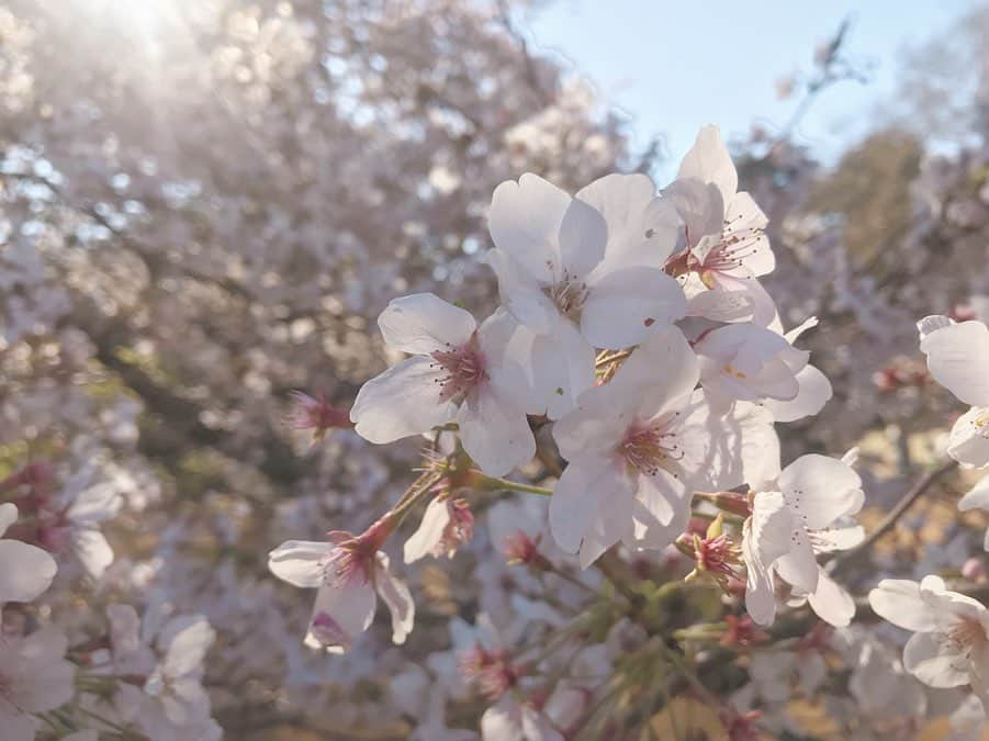 内田眞由美さんのインスタグラム写真 - (内田眞由美Instagram)「いつものみんなと😊 #お花見」4月4日 12時33分 - mayumi_mmm_