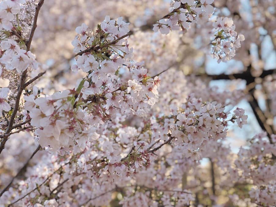 内田眞由美さんのインスタグラム写真 - (内田眞由美Instagram)「いつものみんなと😊 #お花見」4月4日 12時33分 - mayumi_mmm_