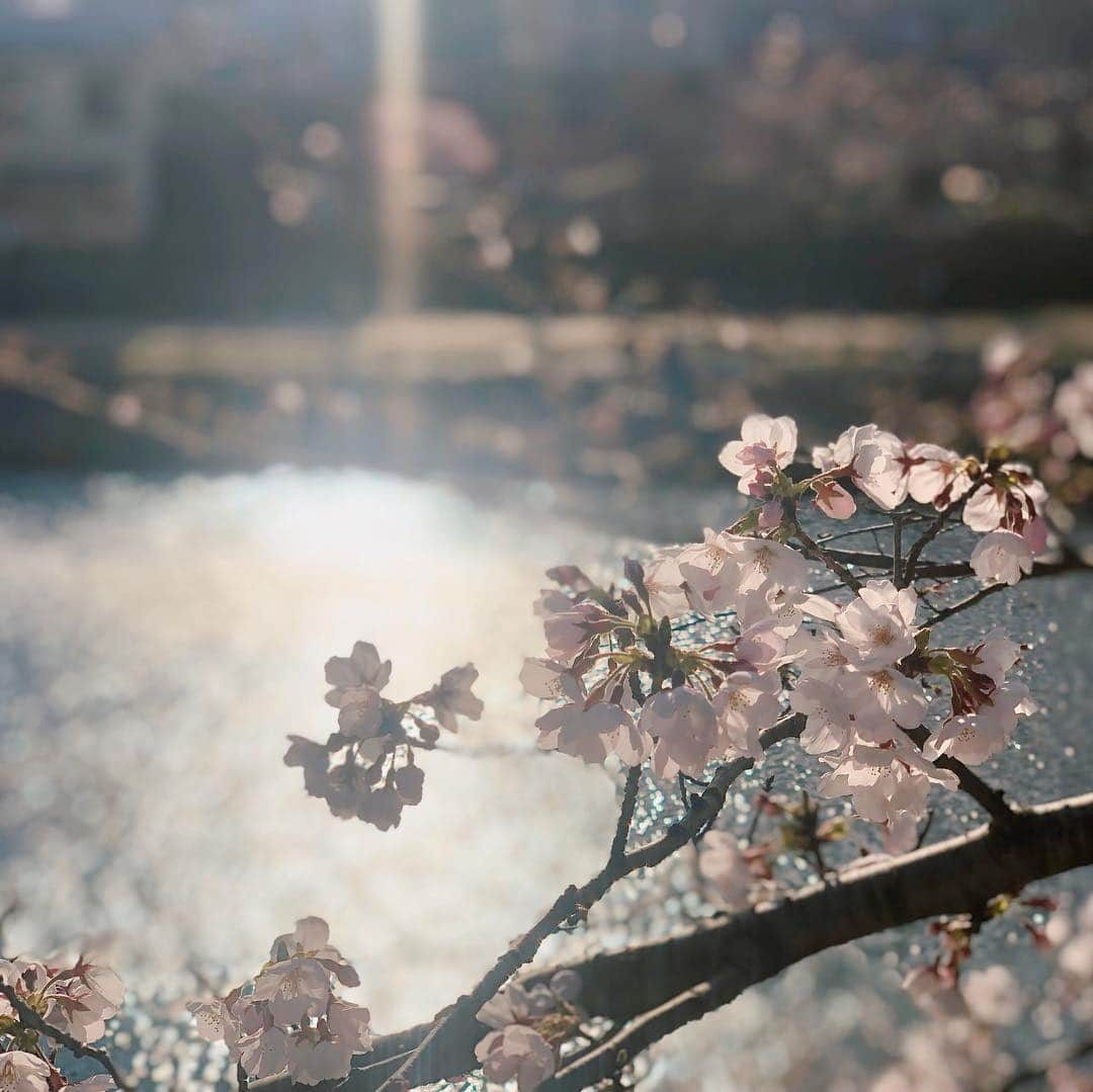 渡辺早織さんのインスタグラム写真 - (渡辺早織Instagram)「座禅して桜見て 京都を堪能しました🧘🏻‍♀️🌸」4月4日 12時36分 - _watanabesaori_