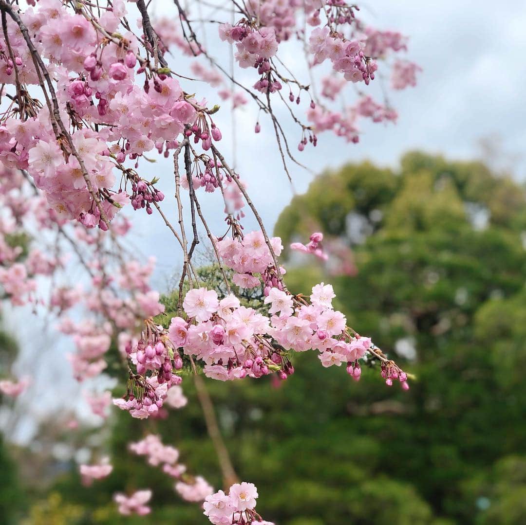渡辺早織さんのインスタグラム写真 - (渡辺早織Instagram)「座禅して桜見て 京都を堪能しました🧘🏻‍♀️🌸」4月4日 12時36分 - _watanabesaori_