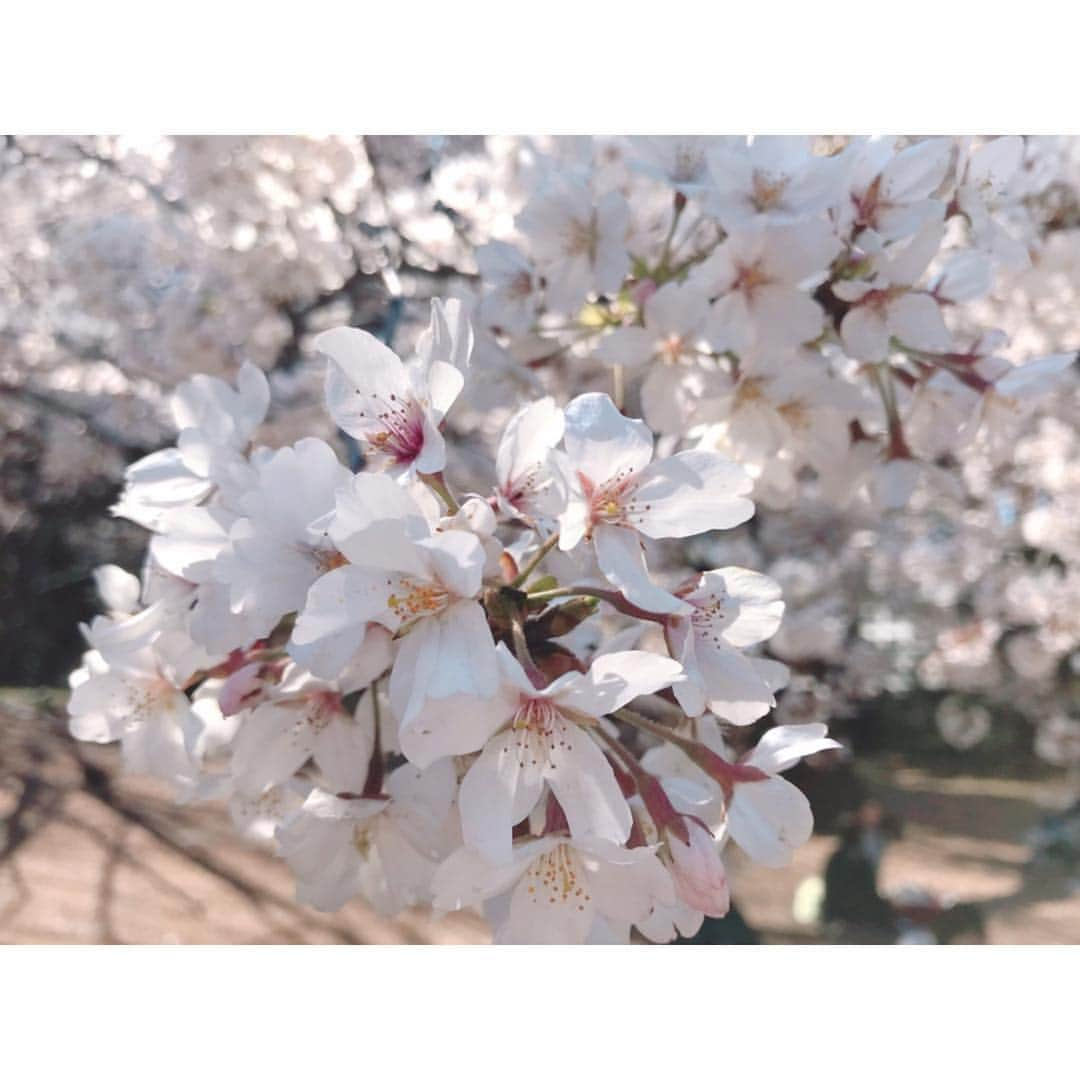 桜野羽咲さんのインスタグラム写真 - (桜野羽咲Instagram)「🌸﻿ ﻿ ﻿ ﻿ ﻿ ﻿  時間があったから﻿ 桜見てきた〜〜〜〜〜﻿ ﻿ 桜と うーちゃん﻿ ﻿ ﻿ ﻿ ﻿ ﻿ ﻿ ﻿ ﻿ ﻿ ﻿ #sakura #cherryblossom #pink #shinjukugyoen #tokyo #flower #selfie #japanesegirl #girl #fashion #tbt #お花見 #桜 #新宿御苑」4月4日 18時03分 - sakuranousa