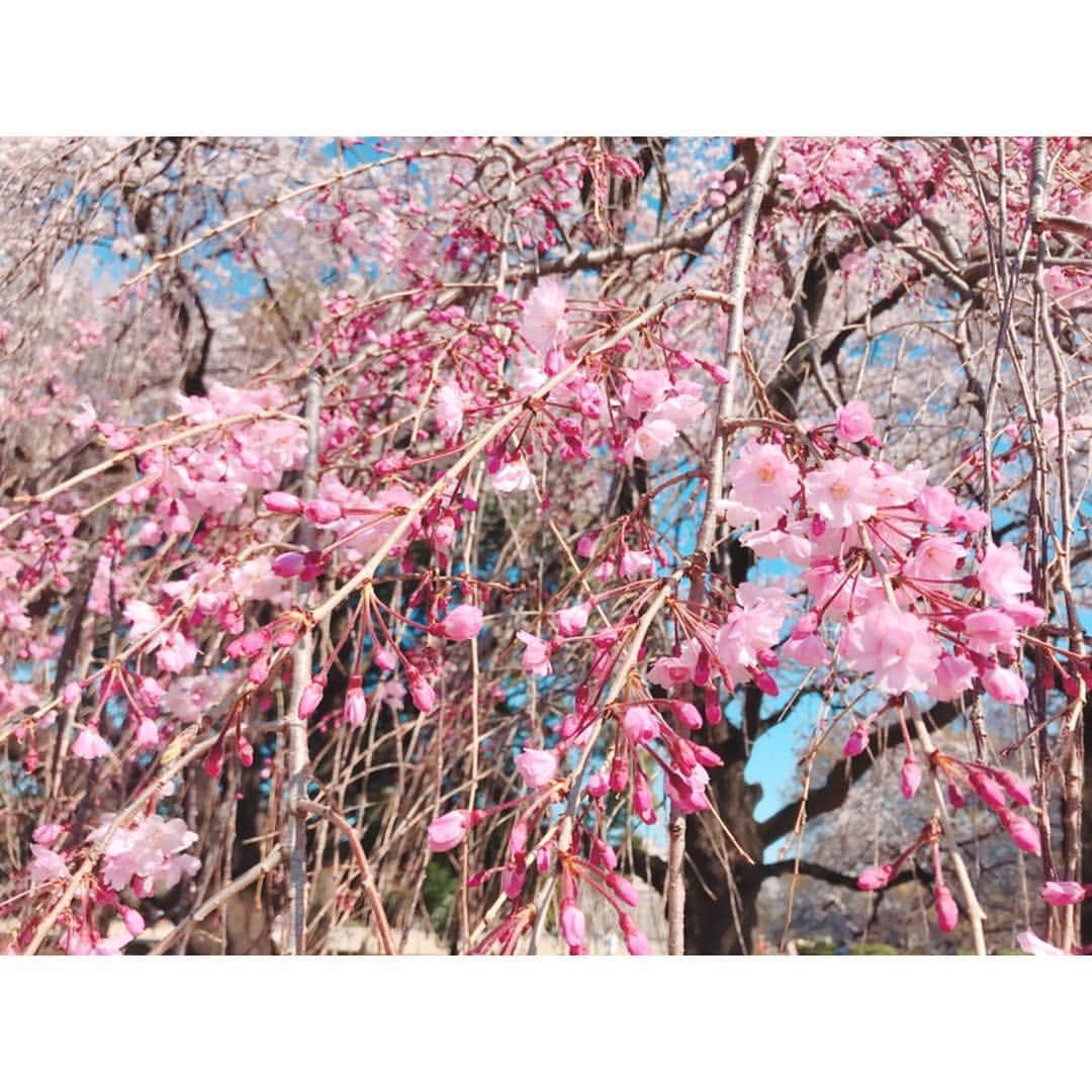 桜野羽咲さんのインスタグラム写真 - (桜野羽咲Instagram)「🌸﻿ ﻿ ﻿ ﻿ ﻿ ﻿  時間があったから﻿ 桜見てきた〜〜〜〜〜﻿ ﻿ 桜と うーちゃん﻿ ﻿ ﻿ ﻿ ﻿ ﻿ ﻿ ﻿ ﻿ ﻿ ﻿ #sakura #cherryblossom #pink #shinjukugyoen #tokyo #flower #selfie #japanesegirl #girl #fashion #tbt #お花見 #桜 #新宿御苑」4月4日 18時03分 - sakuranousa