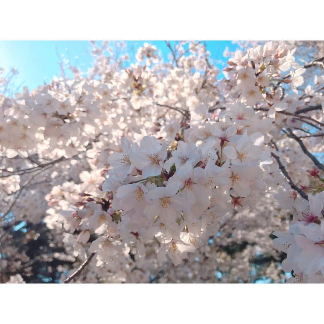 桜野羽咲さんのインスタグラム写真 - (桜野羽咲Instagram)「🌸﻿ ﻿ ﻿ ﻿ ﻿ ﻿  時間があったから﻿ 桜見てきた〜〜〜〜〜﻿ ﻿ 桜と うーちゃん﻿ ﻿ ﻿ ﻿ ﻿ ﻿ ﻿ ﻿ ﻿ ﻿ ﻿ #sakura #cherryblossom #pink #shinjukugyoen #tokyo #flower #selfie #japanesegirl #girl #fashion #tbt #お花見 #桜 #新宿御苑」4月4日 18時03分 - sakuranousa