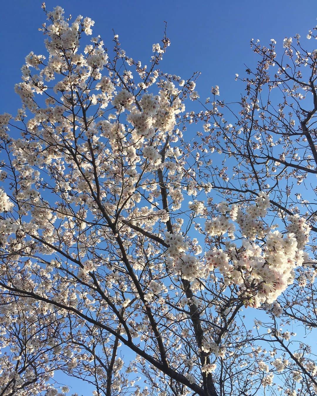 TOKUさんのインスタグラム写真 - (TOKUInstagram)「#cherryblossom2019 #tokyo #sunnyday #japan」4月4日 18時06分 - tokujazz