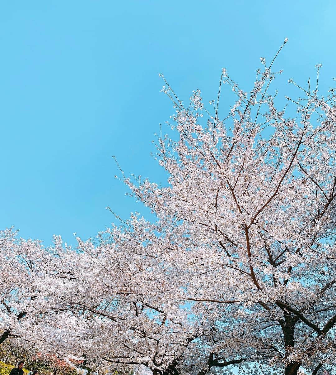 上坂嵩さんのインスタグラム写真 - (上坂嵩Instagram)「きょうは東京出張！ #テレビ朝日 #毛利庭園 の桜も満開🌸 雲ひとつない快晴のはこのこと！  #メーテレ #ドデスカ #上坂嵩」4月4日 18時09分 - takashi_uesaka_nbn
