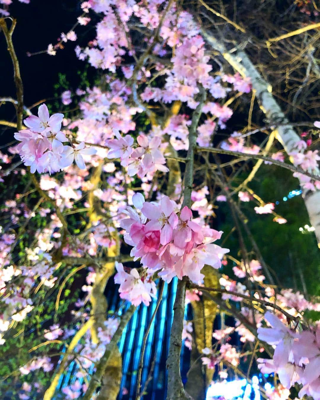 若月彩子のインスタグラム：「桜が満開🌸 #夜桜#しだれ桜#銀座#桜が大好き#夜桜」