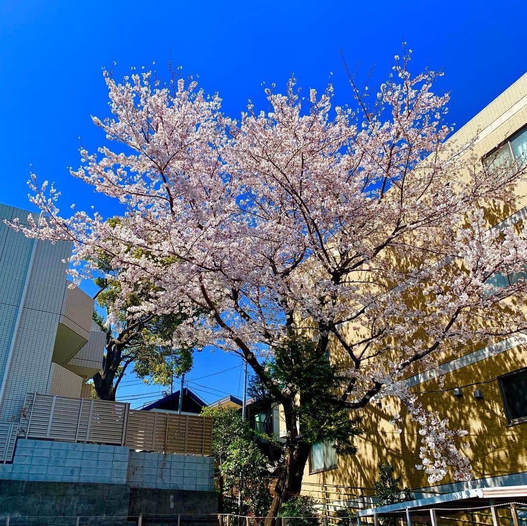 松尾貴史さんのインスタグラム写真 - (松尾貴史Instagram)「旧「般°若（ #パンニャ ）」向かいにある #コーヒー豆 屋さん「 #南乃珈琲船 」と、お洒落な #時計店 「 #EANESTGALLERY 」の前の #桜 が満開です。  #sakurabourbon  #時計店 #リストウォッチ #サクラブルボン」4月4日 12時46分 - kitsch.matsuo