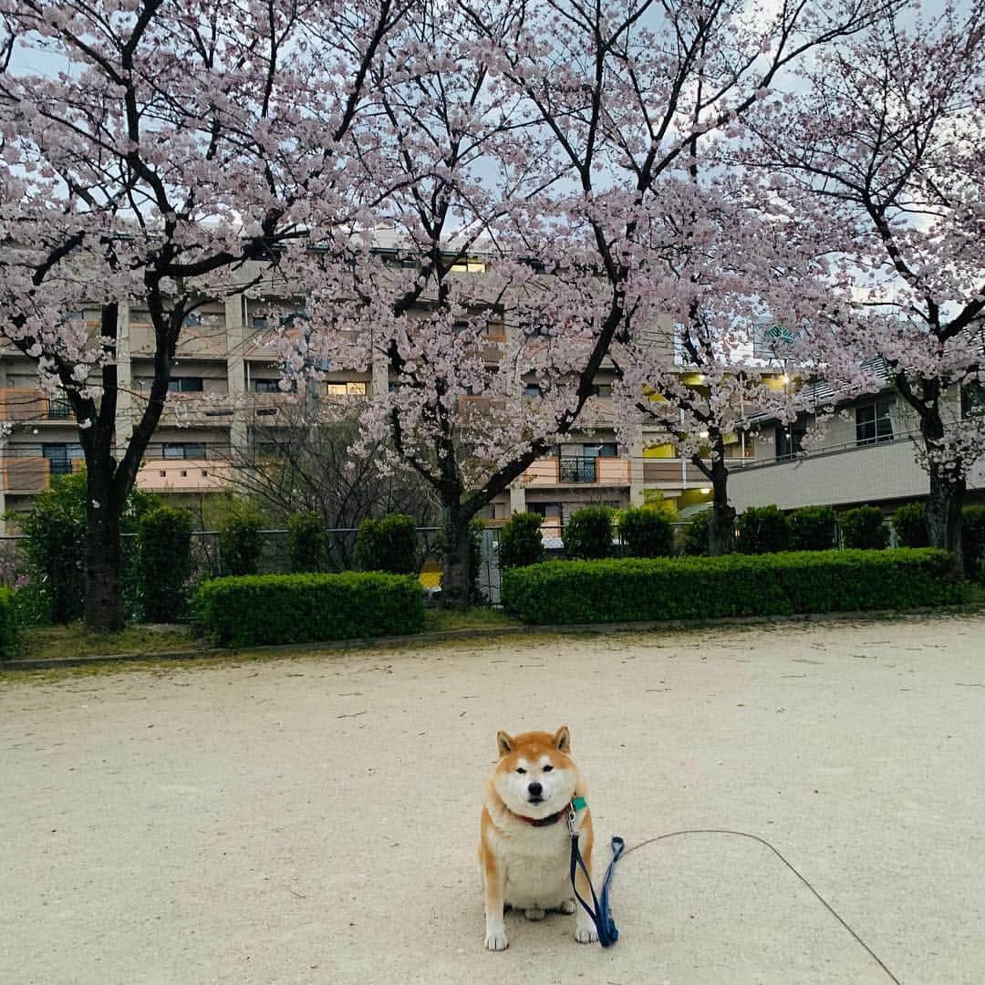 柴犬 たろさんのインスタグラム写真 - (柴犬 たろInstagram)「近所の公園🌸  毎年恒例のプチ花見🐖 庭の桜も咲きました🌸 この日は寒くて、誰もいない🥰 また来年もタロと来れますよーに🐕🥳 ❁ ❀ #スエットばかり履いて太った👩‍🦱 #shibainu #柴犬 #japanesedog」4月4日 12時48分 - tarochantarochan