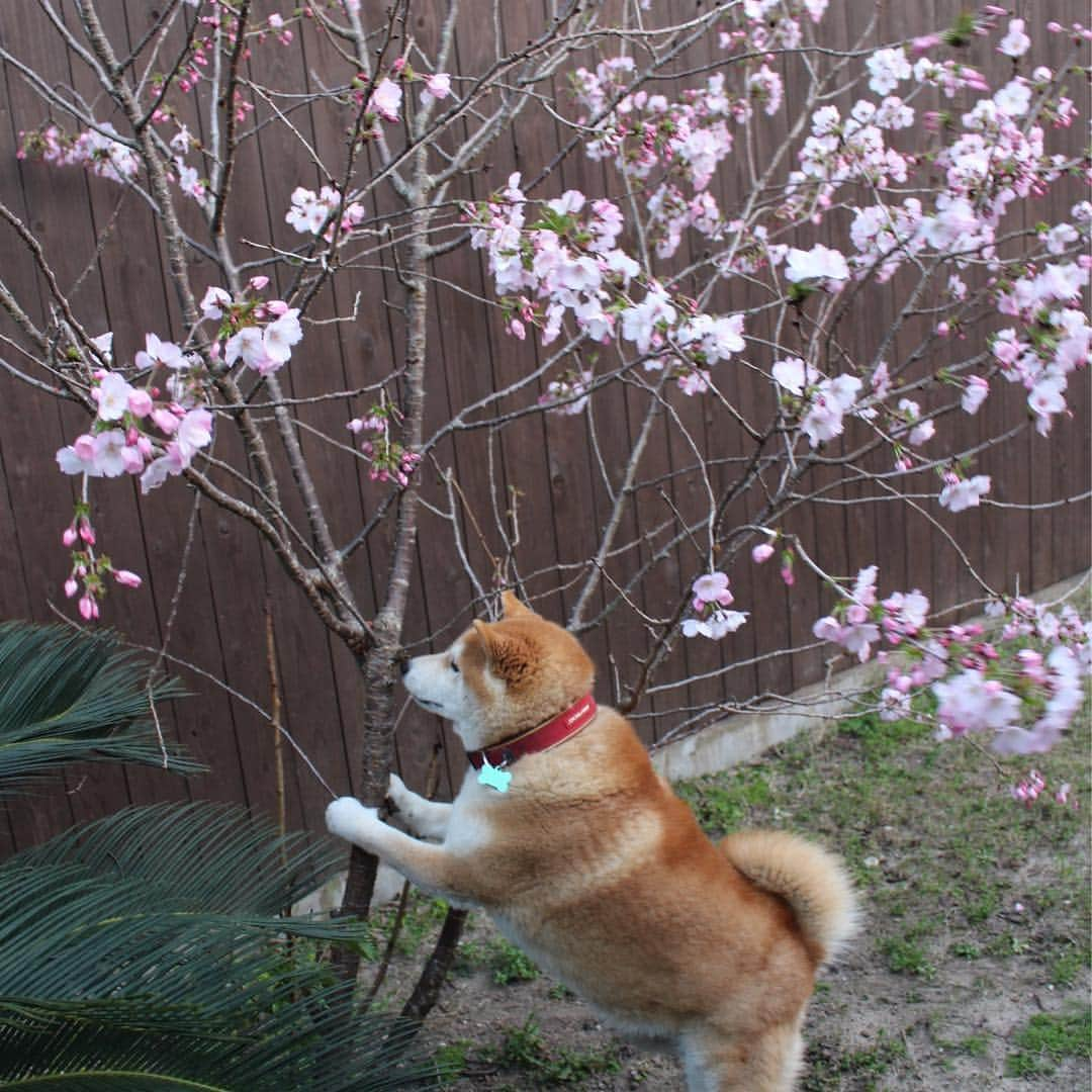 柴犬 たろさんのインスタグラム写真 - (柴犬 たろInstagram)「近所の公園🌸  毎年恒例のプチ花見🐖 庭の桜も咲きました🌸 この日は寒くて、誰もいない🥰 また来年もタロと来れますよーに🐕🥳 ❁ ❀ #スエットばかり履いて太った👩‍🦱 #shibainu #柴犬 #japanesedog」4月4日 12時48分 - tarochantarochan