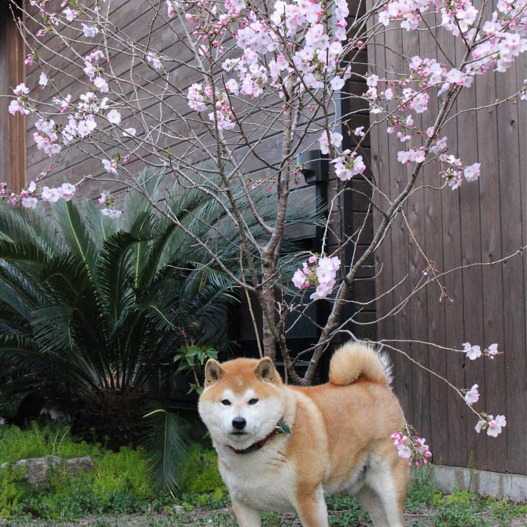 柴犬 たろさんのインスタグラム写真 - (柴犬 たろInstagram)「近所の公園🌸  毎年恒例のプチ花見🐖 庭の桜も咲きました🌸 この日は寒くて、誰もいない🥰 また来年もタロと来れますよーに🐕🥳 ❁ ❀ #スエットばかり履いて太った👩‍🦱 #shibainu #柴犬 #japanesedog」4月4日 12時48分 - tarochantarochan