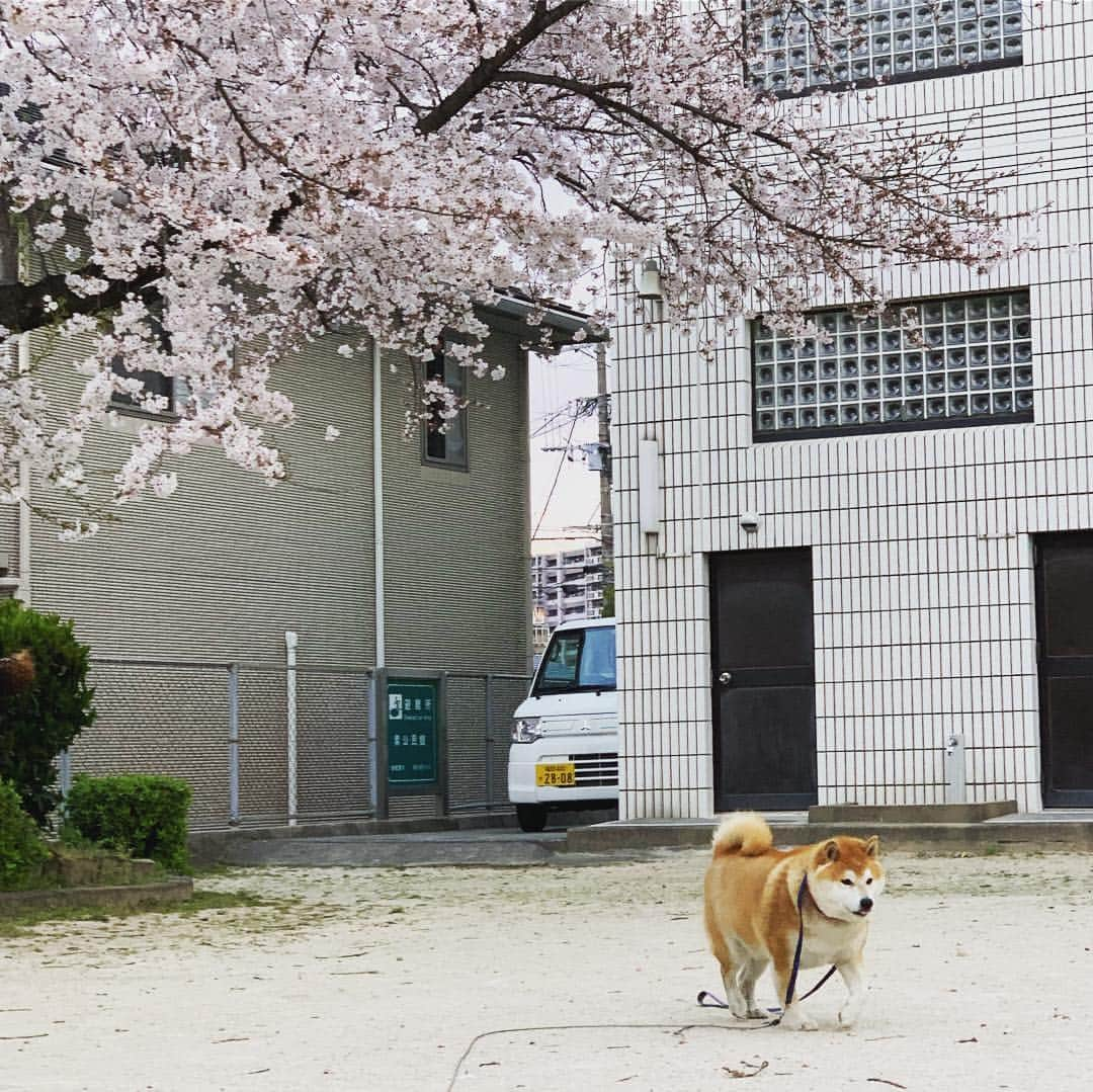 柴犬 たろさんのインスタグラム写真 - (柴犬 たろInstagram)「近所の公園🌸  毎年恒例のプチ花見🐖 庭の桜も咲きました🌸 この日は寒くて、誰もいない🥰 また来年もタロと来れますよーに🐕🥳 ❁ ❀ #スエットばかり履いて太った👩‍🦱 #shibainu #柴犬 #japanesedog」4月4日 12時48分 - tarochantarochan