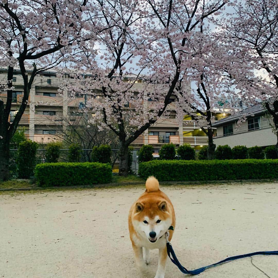 柴犬 たろさんのインスタグラム写真 - (柴犬 たろInstagram)「近所の公園🌸  毎年恒例のプチ花見🐖 庭の桜も咲きました🌸 この日は寒くて、誰もいない🥰 また来年もタロと来れますよーに🐕🥳 ❁ ❀ #スエットばかり履いて太った👩‍🦱 #shibainu #柴犬 #japanesedog」4月4日 12時48分 - tarochantarochan