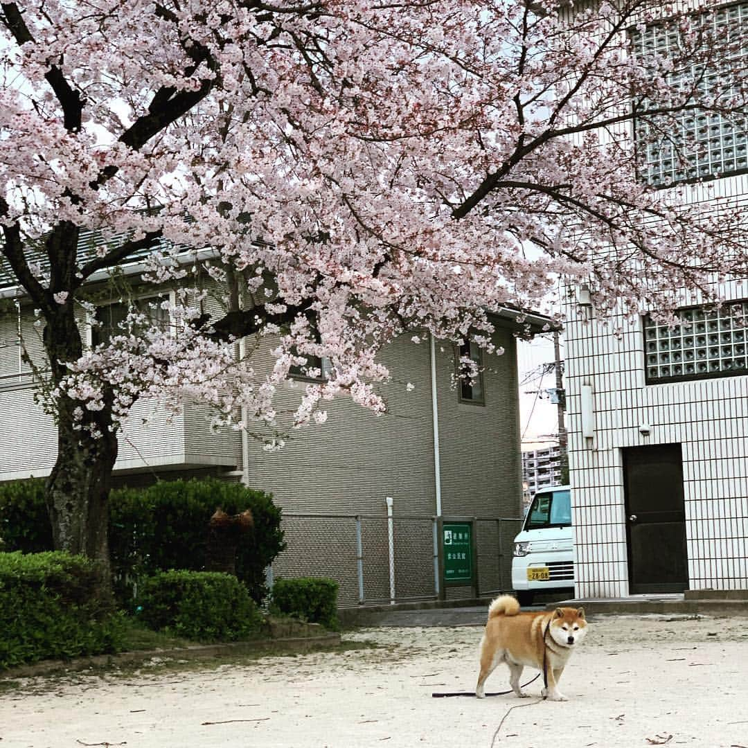 柴犬 たろさんのインスタグラム写真 - (柴犬 たろInstagram)「近所の公園🌸  毎年恒例のプチ花見🐖 庭の桜も咲きました🌸 この日は寒くて、誰もいない🥰 また来年もタロと来れますよーに🐕🥳 ❁ ❀ #スエットばかり履いて太った👩‍🦱 #shibainu #柴犬 #japanesedog」4月4日 12時48分 - tarochantarochan