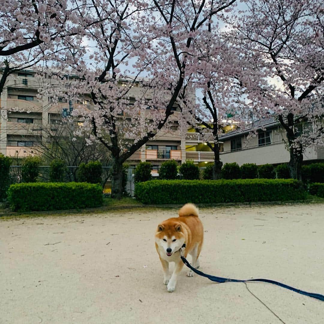 柴犬 たろさんのインスタグラム写真 - (柴犬 たろInstagram)「近所の公園🌸  毎年恒例のプチ花見🐖 庭の桜も咲きました🌸 この日は寒くて、誰もいない🥰 また来年もタロと来れますよーに🐕🥳 ❁ ❀ #スエットばかり履いて太った👩‍🦱 #shibainu #柴犬 #japanesedog」4月4日 12時48分 - tarochantarochan