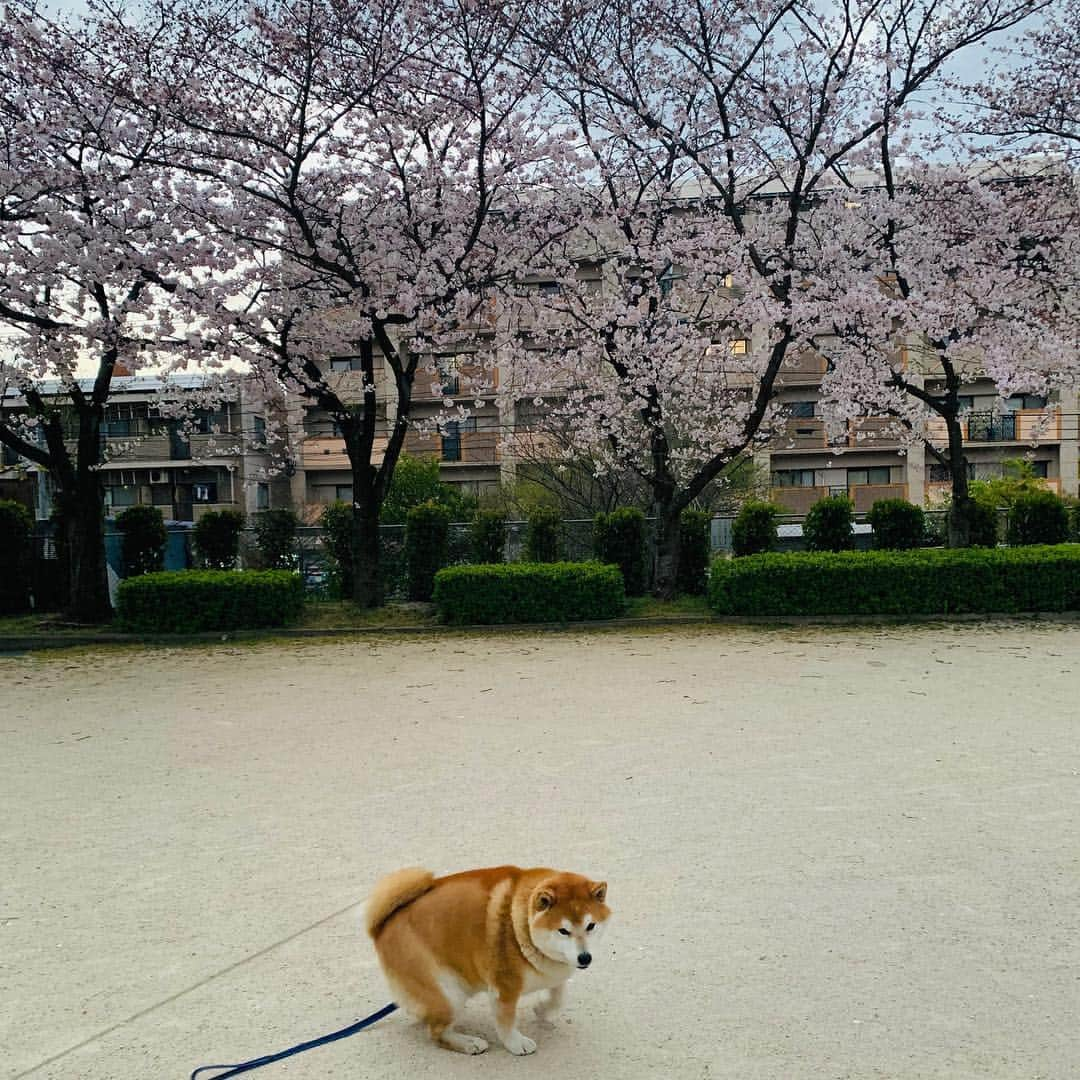 柴犬 たろさんのインスタグラム写真 - (柴犬 たろInstagram)「近所の公園🌸  毎年恒例のプチ花見🐖 庭の桜も咲きました🌸 この日は寒くて、誰もいない🥰 また来年もタロと来れますよーに🐕🥳 ❁ ❀ #スエットばかり履いて太った👩‍🦱 #shibainu #柴犬 #japanesedog」4月4日 12時48分 - tarochantarochan