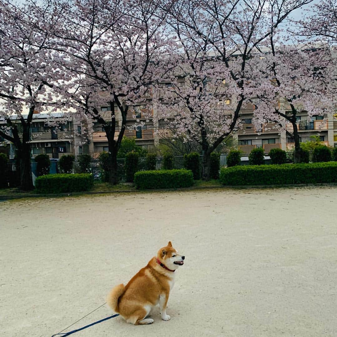 柴犬 たろさんのインスタグラム写真 - (柴犬 たろInstagram)「近所の公園🌸  毎年恒例のプチ花見🐖 庭の桜も咲きました🌸 この日は寒くて、誰もいない🥰 また来年もタロと来れますよーに🐕🥳 ❁ ❀ #スエットばかり履いて太った👩‍🦱 #shibainu #柴犬 #japanesedog」4月4日 12時48分 - tarochantarochan