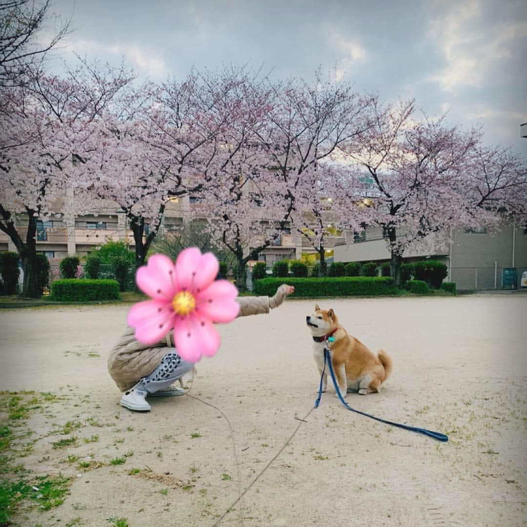 柴犬 たろさんのインスタグラム写真 - (柴犬 たろInstagram)「近所の公園🌸  毎年恒例のプチ花見🐖 庭の桜も咲きました🌸 この日は寒くて、誰もいない🥰 また来年もタロと来れますよーに🐕🥳 ❁ ❀ #スエットばかり履いて太った👩‍🦱 #shibainu #柴犬 #japanesedog」4月4日 12時48分 - tarochantarochan