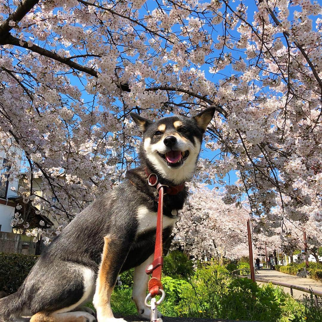 vo_coのインスタグラム：「🌸🌸🌸 近所の緑道の桜🌸が満開になりました！ 今日は風もなく、午前中の日差しはポカポカして過ごしやすかったー 写真は無いけど、この後 仁くんとも久しぶりに会えて良いお散歩でした それにしても今はアンダーコートほぼ無くて貧相だな…（笑） * #こたつの花見2019 #shibastagram #instashiba #shiba #shibainu #黒柴 #柴犬」