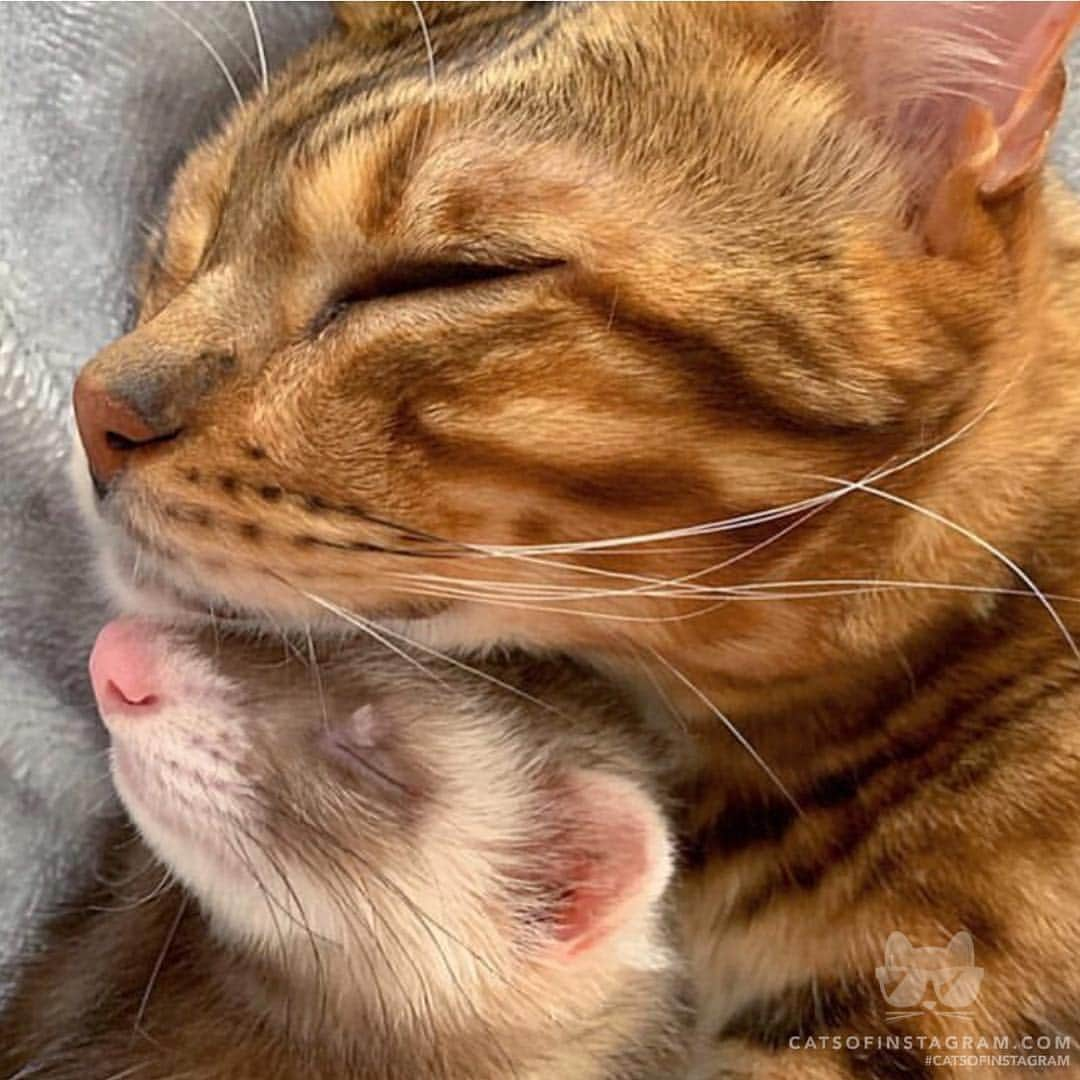 Cats of Instagramさんのインスタグラム写真 - (Cats of InstagramInstagram)「From @rody.tino.tomoko: “Good friends brothers😻❤️🐻” #catsofinstagram #twitterweek」4月4日 12時51分 - cats_of_instagram