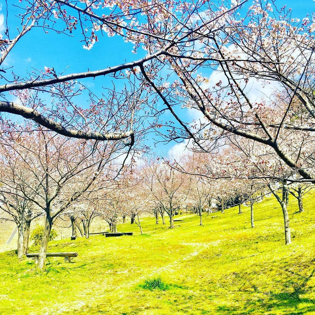 西川忠志さんのインスタグラム写真 - (西川忠志Instagram)「桜・五分咲き。  近所の野原🌸。 写真は上から水色＊薄ピンク＊黄緑！ 春色ですね！あー気持ちいい😃！ ロケ行ってきまーす！  #箕面 #桜 #五分咲き #水色 #薄ピンク #黄緑 #春 #春色  #いい天気 #深呼吸 #写真 #近所 #野原 #吉本新喜劇 #西川忠志 #ありがとうございます #感謝 #インスタ映え」4月4日 12時57分 - nishikawa_tada