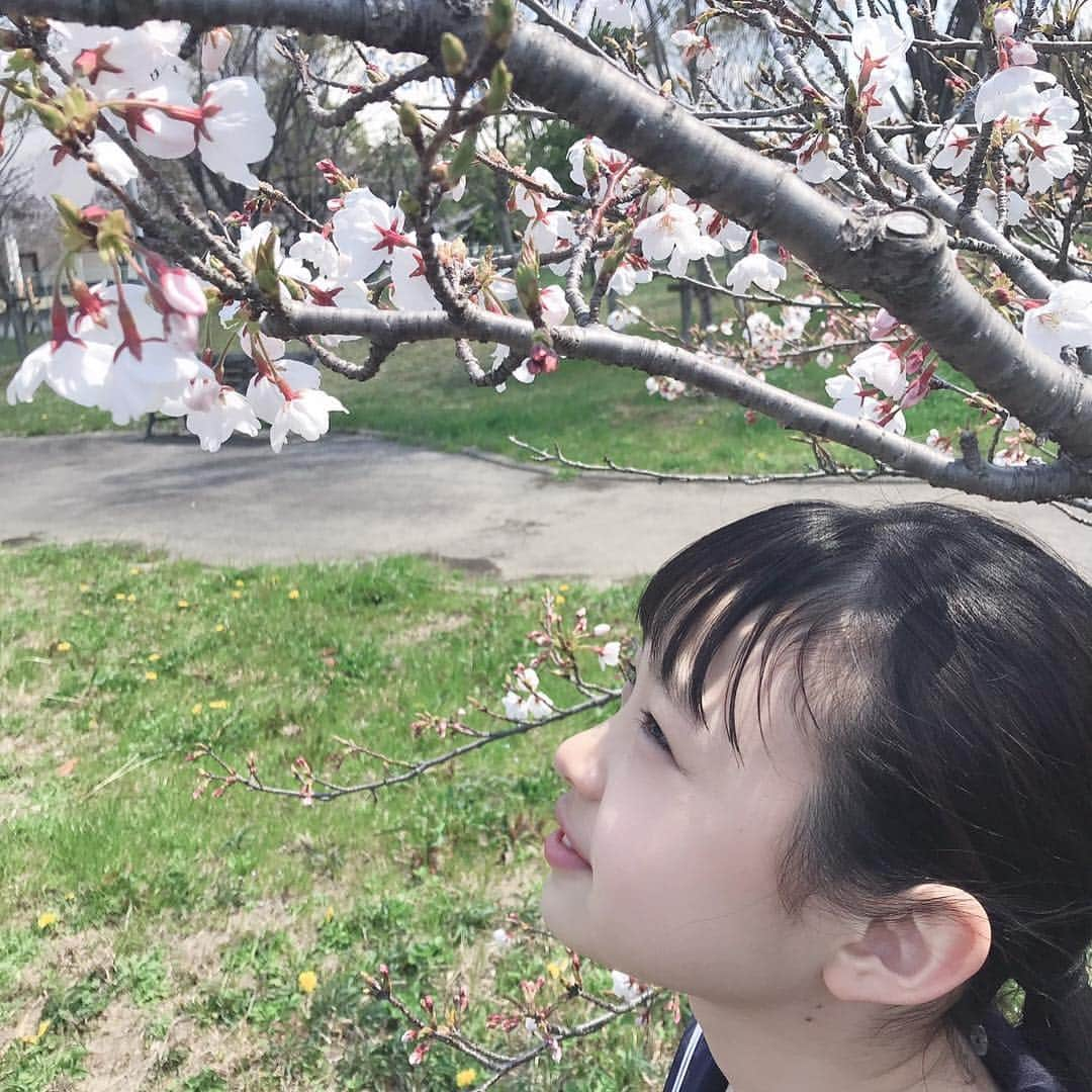 Hinataさんのインスタグラム写真 - (HinataInstagram)「. . 入学式〜🌸 桜も綺麗に咲いててお天気も最高☀️ いよいよひなたも中学生になったよ✨✨ . 初めての制服💓 まだ着慣れてないけど似合ってる😆❓ . 勉強も頑張って友達をたくさん作って 楽しい中学生活にしたいなぁ🥳 もちろんお仕事も頑張るよ💪 . みんなも毎日楽しい新学期を過ごしてね〜🌻 . . #クラージュキッズ  #野々山ひなた #Hinata #Hinataぼっこ #Twitter #入学式 #桜 #まだ満開じゃない #中学生 #新学期 #毎日を楽しく #中学生になったひなたも応援してね」4月4日 12時58分 - hinachosugram