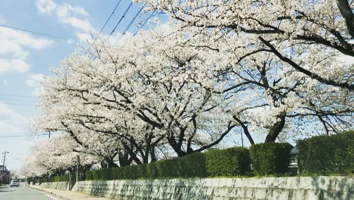 桜帆ゆかりのインスタグラム