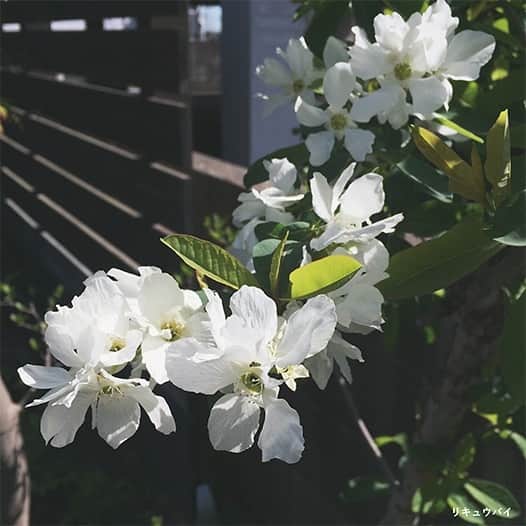 takanohomeさんのインスタグラム写真 - (takanohomeInstagram)「【SPRING has come!】 春ですね！モデルハウスTREESSに植わっている庭木もどんどん花開いたり、芽ぶいたり勢いづいています！色んな樹種がありますので、シンボルツリーや庭木をどうしようかなぁとお考えでしたら、ぜひお越しください〜。 #タカノホーム#takanohome#福岡#注文住宅#新築#リノベーション#リフォーム#不動産#工務店#自然素材#家#家づくり#住まい#建築#デザイン#木の家#無垢材#暮らし#インテリア#house#home#architecture#design#myhome#interior#springhascome#グリーンのある暮らし#リキュウバイ#ジューンベリー#庭木」4月4日 13時11分 - takanohome