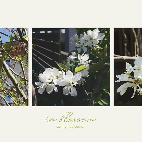 takanohomeさんのインスタグラム写真 - (takanohomeInstagram)「【SPRING has come!】 春ですね！モデルハウスTREESSに植わっている庭木もどんどん花開いたり、芽ぶいたり勢いづいています！色んな樹種がありますので、シンボルツリーや庭木をどうしようかなぁとお考えでしたら、ぜひお越しください〜。 #タカノホーム#takanohome#福岡#注文住宅#新築#リノベーション#リフォーム#不動産#工務店#自然素材#家#家づくり#住まい#建築#デザイン#木の家#無垢材#暮らし#インテリア#house#home#architecture#design#myhome#interior#springhascome#グリーンのある暮らし#リキュウバイ#ジューンベリー#庭木」4月4日 13時11分 - takanohome
