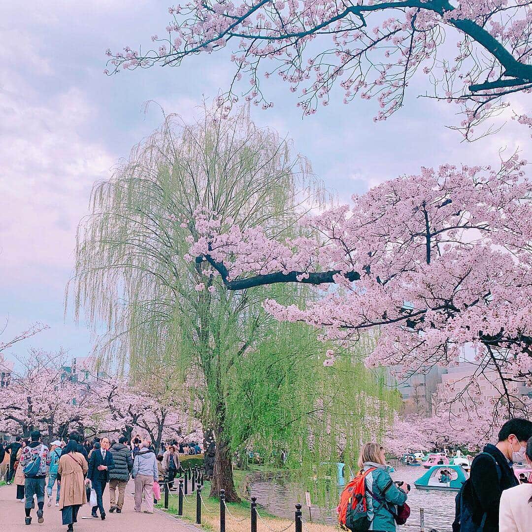 株式会社 新大陸さんのインスタグラム写真 - (株式会社 新大陸Instagram)「. お疲れ様です、新大陸のアキラ（＠東京オフィス）です。オフィス最寄の上野駅では、春仕様のジャイアントパンダ像が出迎えてくれました。 . 快晴につき花見日和！昼に東京オフィスの皆で、上野公園へお花見散策に出掛けてまいりました。業務の合間のリフレッシュタイム、大事ですね～ . 本日4月4日は「あんぱんの日」。銀座木村屋が明治天皇に桜あんぱんを献上したという制定由来があるんだとか。 . 皆で道中のセブンイレブンに立ち寄り、各々あんこアイテムをゲット。あんバターフランスをかじりながら眺める桜、最高ですな！ .  #新大陸 #shintairiku #SNS #マーケティング #ウェブマーケティング #SNSマーケティング #浜松 #東京 #大阪 #福岡 #平成最後の桜 #お花見 #上野公園 #上野駅 #ランチタイム #散歩 #ダージリンティー #カフェオレ #あんぱんの日 #セブンイレブン #あんバターフランス」4月4日 13時14分 - shintairiku.co.ltd