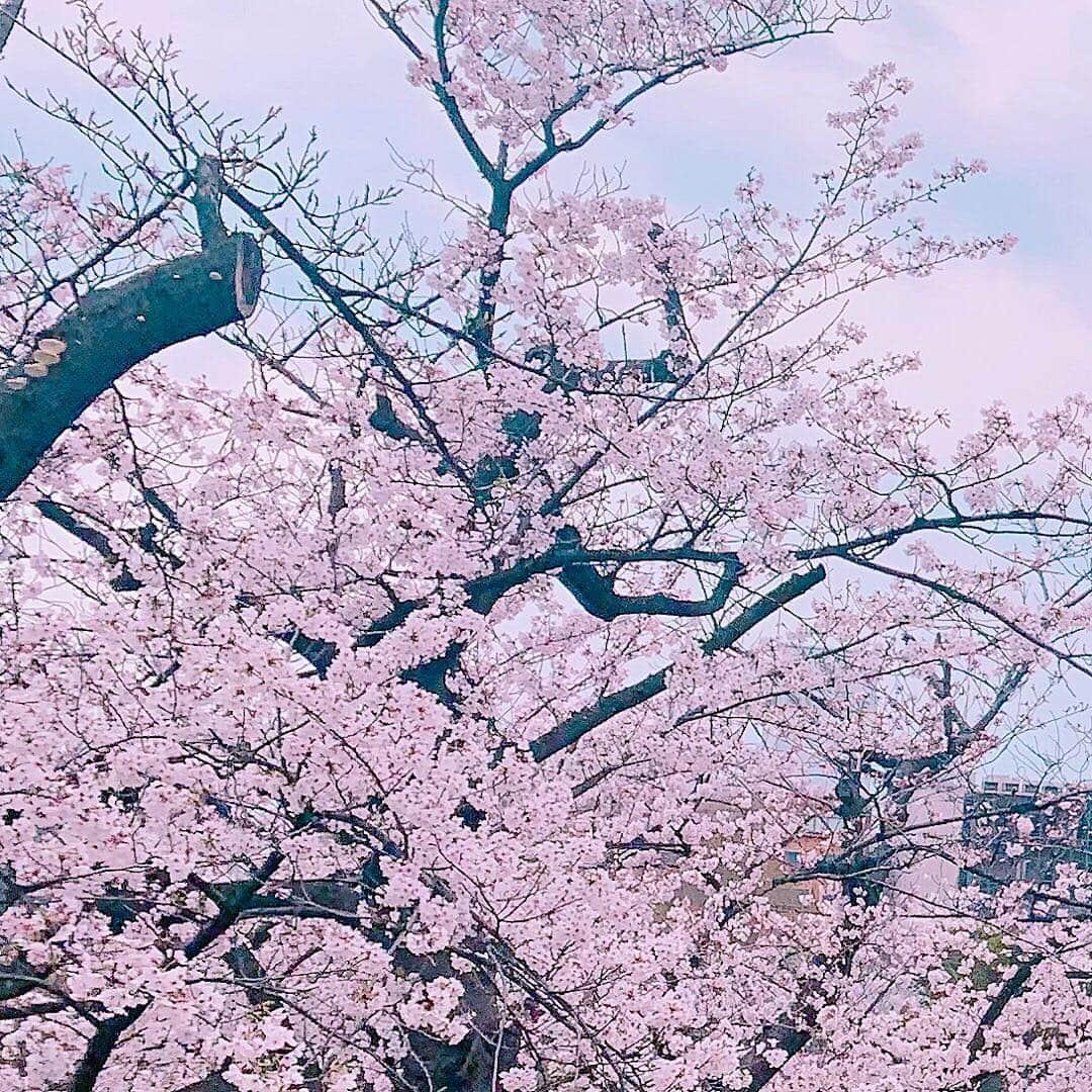 株式会社 新大陸さんのインスタグラム写真 - (株式会社 新大陸Instagram)「. お疲れ様です、新大陸のアキラ（＠東京オフィス）です。オフィス最寄の上野駅では、春仕様のジャイアントパンダ像が出迎えてくれました。 . 快晴につき花見日和！昼に東京オフィスの皆で、上野公園へお花見散策に出掛けてまいりました。業務の合間のリフレッシュタイム、大事ですね～ . 本日4月4日は「あんぱんの日」。銀座木村屋が明治天皇に桜あんぱんを献上したという制定由来があるんだとか。 . 皆で道中のセブンイレブンに立ち寄り、各々あんこアイテムをゲット。あんバターフランスをかじりながら眺める桜、最高ですな！ .  #新大陸 #shintairiku #SNS #マーケティング #ウェブマーケティング #SNSマーケティング #浜松 #東京 #大阪 #福岡 #平成最後の桜 #お花見 #上野公園 #上野駅 #ランチタイム #散歩 #ダージリンティー #カフェオレ #あんぱんの日 #セブンイレブン #あんバターフランス」4月4日 13時14分 - shintairiku.co.ltd