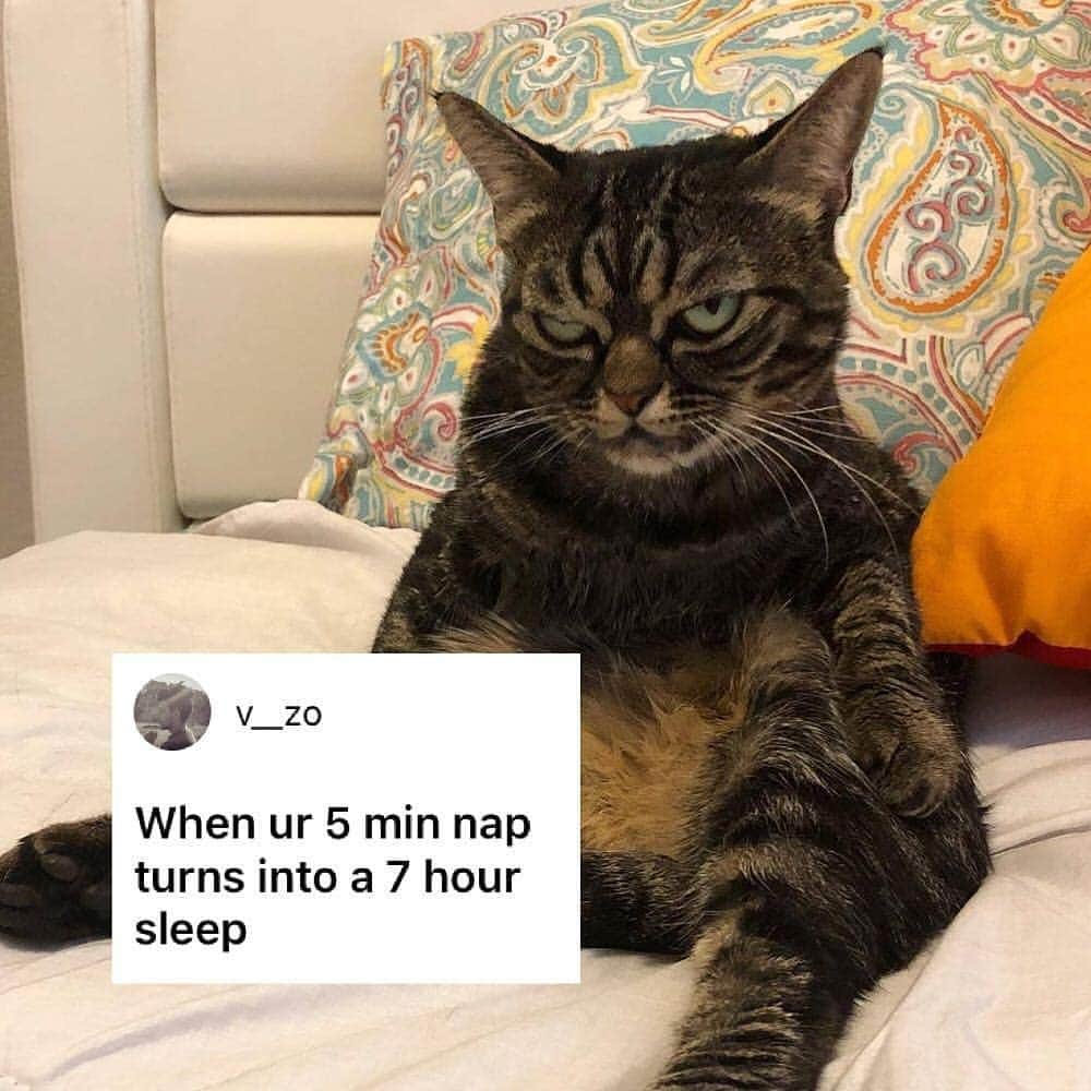 のインスタグラム：「My face when I notice you didn’t follow @meowed 📷@grumpy_kitzia  Tag #meowedmememe if you want to be memed  #meowed #meowedmememe #mememe #grumpycat #grumpykitzia #catwithemotion #captionthis」
