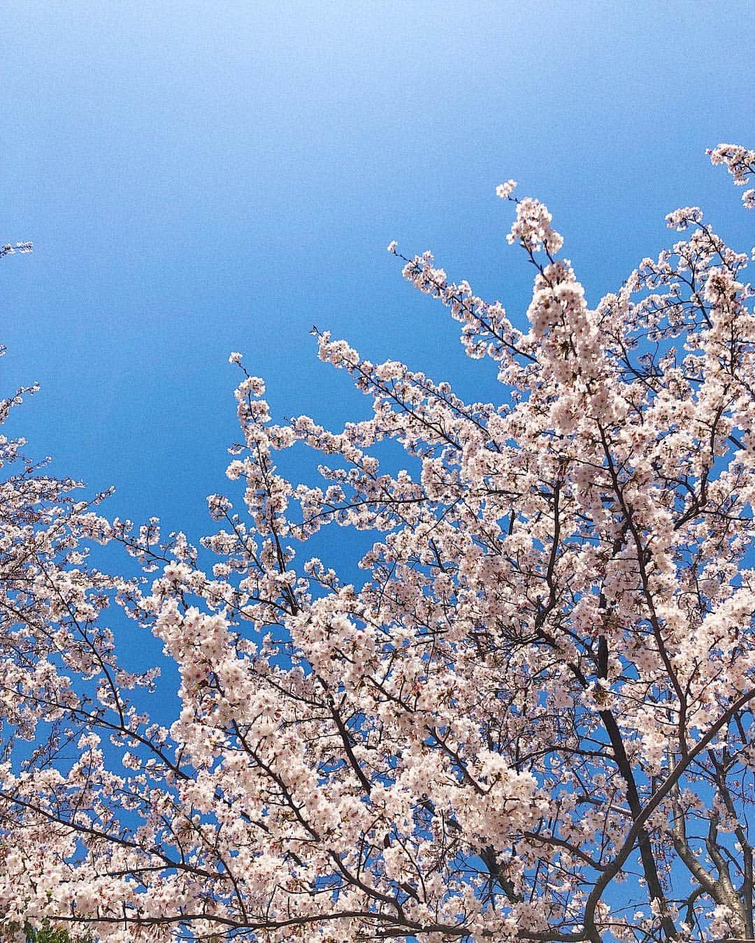 シャウラさんのインスタグラム写真 - (シャウラInstagram)「Sakura of the day 今日の桜 #sakura #cherryblossom #桜」4月4日 13時23分 - shaula_vogue