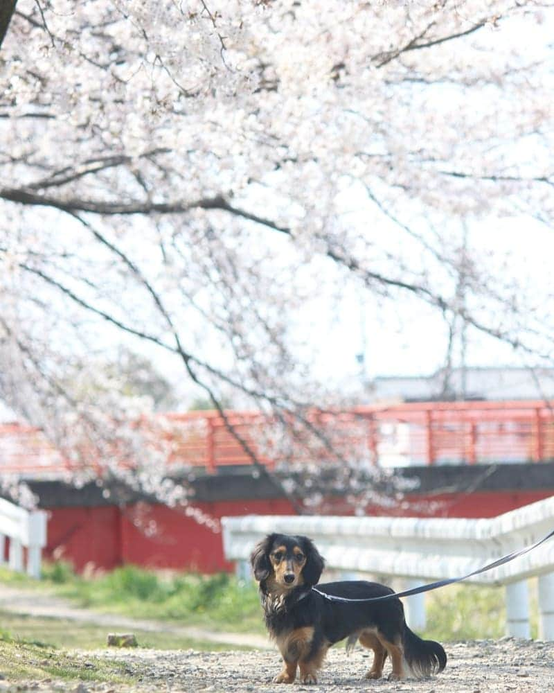 ❃ren❃さんのインスタグラム写真 - (❃ren❃Instagram)「今日は、川沿いの桜🌸を見ながらお散歩🐾 満開になりそうな暖かさで、お散歩気持ち良かった😊 1枚目の写真、ガードレールが邪魔だけど、レオンさんも同じ場所で撮ったから、どうしても撮りたかった📷 撮れて嬉しい💓 ＊ いつも見ていただきありがとうございます😌💓 ＊ #レオンさんとの思い出の場所 #桜とこっちゃん #桜#さくら #うちのモデル犬 #ガードレールは見なかったことに #自己満足写真 #琥珀#こはく#こっちゃん#暴れん坊#ビビり犬#ブラックタンダックス#ダックス#ミニチュアダックス#ミニチュアダックスフンド#短足部#チームぶさ顔#dog#dachshund #レオン大好き#自慢の息子#これからもずっと大切な家族#いつも見守ってくれてありがとう #写真を撮るのが好き」4月4日 13時28分 - ren1008