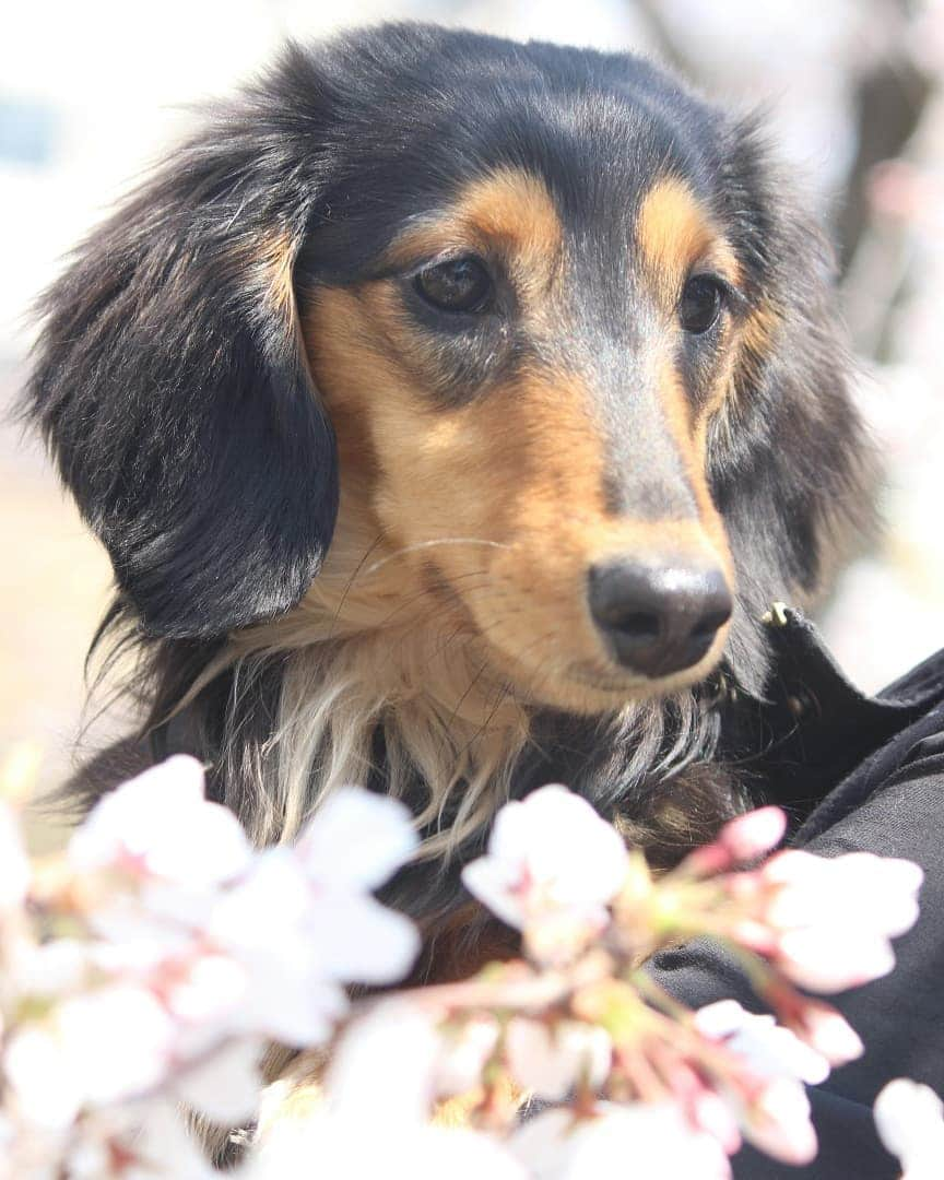 ❃ren❃さんのインスタグラム写真 - (❃ren❃Instagram)「今日は、川沿いの桜🌸を見ながらお散歩🐾 満開になりそうな暖かさで、お散歩気持ち良かった😊 1枚目の写真、ガードレールが邪魔だけど、レオンさんも同じ場所で撮ったから、どうしても撮りたかった📷 撮れて嬉しい💓 ＊ いつも見ていただきありがとうございます😌💓 ＊ #レオンさんとの思い出の場所 #桜とこっちゃん #桜#さくら #うちのモデル犬 #ガードレールは見なかったことに #自己満足写真 #琥珀#こはく#こっちゃん#暴れん坊#ビビり犬#ブラックタンダックス#ダックス#ミニチュアダックス#ミニチュアダックスフンド#短足部#チームぶさ顔#dog#dachshund #レオン大好き#自慢の息子#これからもずっと大切な家族#いつも見守ってくれてありがとう #写真を撮るのが好き」4月4日 13時28分 - ren1008