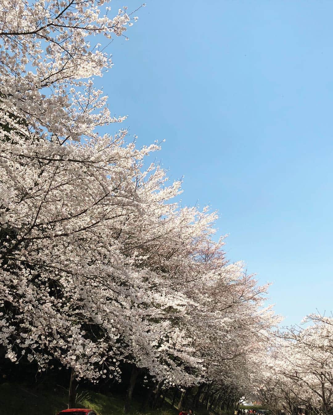 パク・チニさんのインスタグラム写真 - (パク・チニInstagram)「#꽃구경 🌸」4月4日 13時39分 - eco_jini