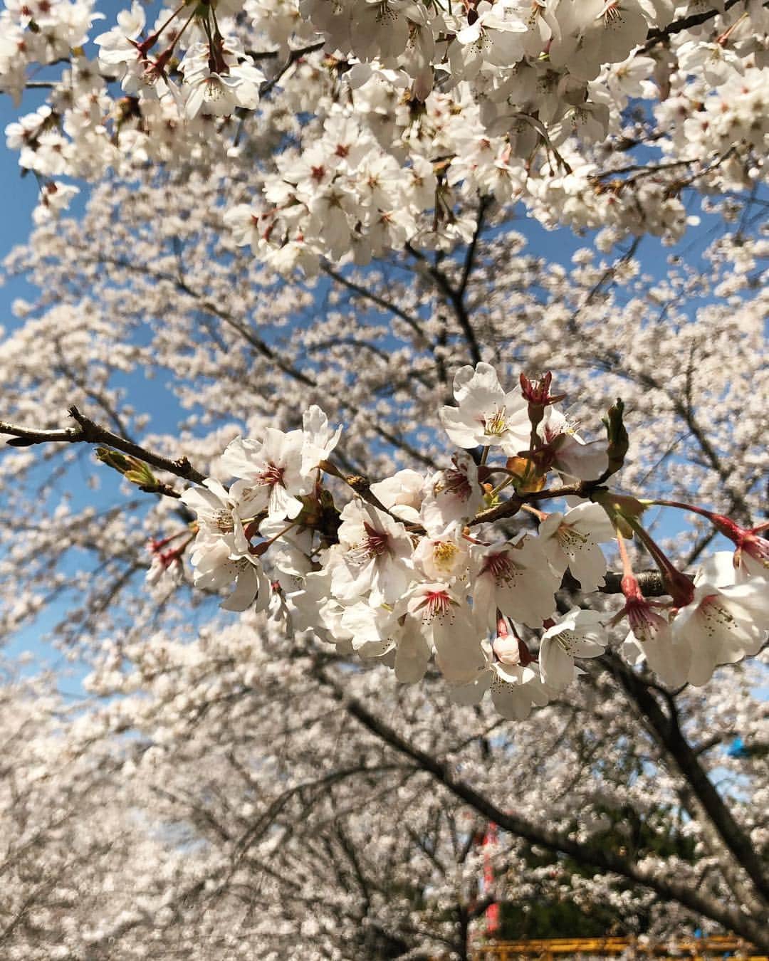 パク・チニさんのインスタグラム写真 - (パク・チニInstagram)「#꽃구경 🌸」4月4日 13時39分 - eco_jini