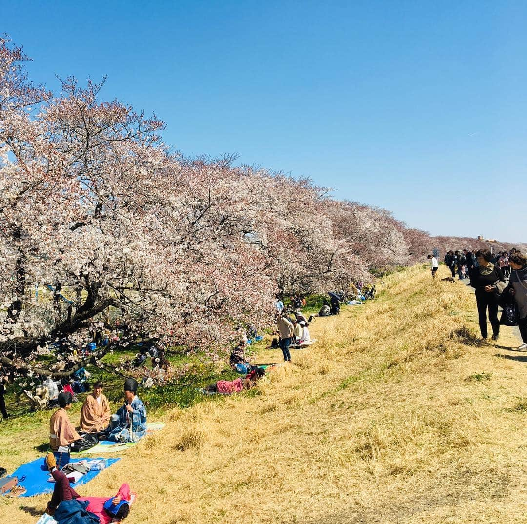 長谷川ヨシテルさんのインスタグラム写真 - (長谷川ヨシテルInstagram)「‪地元の春の名所 #熊谷桜堤 ‪江戸時代からの歴史あり 今は #さくら名所100選 荒川の土手2kmに約500本の #ソメイヨシノ ‪今は8分咲きくらい 土日にはちょうど満開になるかも  ちなみに堤防は 1574年に #鉢形城 の #北条氏邦 さんが築いたのが始まりとも〜‬」4月4日 13時35分 - yoshiteru_hsgw