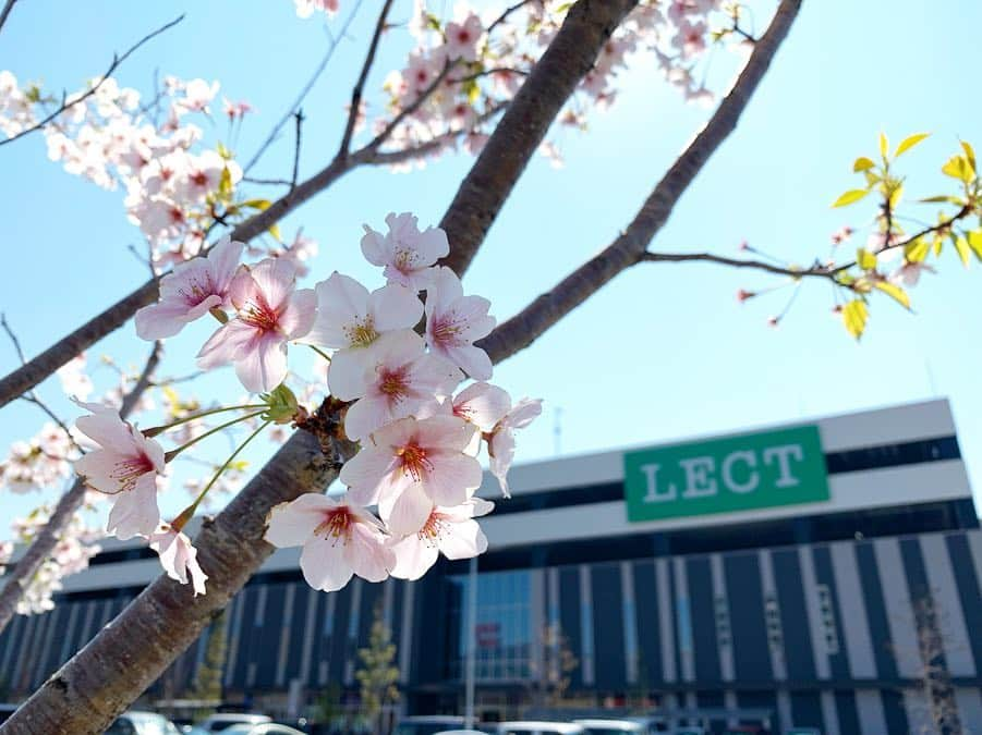 LECT レクトさんのインスタグラム写真 - (LECT レクトInstagram)「本日は暖かく、絶好のお花見日和ですね。LECTの桜も満開です。2歳なのでまだまだ小さいですが、5年後、10年後と、成長していくのが楽しみです。 4月はLECTのお誕生月。皆様へ感謝の気持ちを込めた催しを企画中です。 #lect #レクト #2周年 #誕生祭 #桜 #お花見 #ぽかぽか陽気 #春 #cherryblossom #広島観光 #広島おでかけ #ショッピングモール #広島市」4月4日 13時37分 - lect_hiroshima