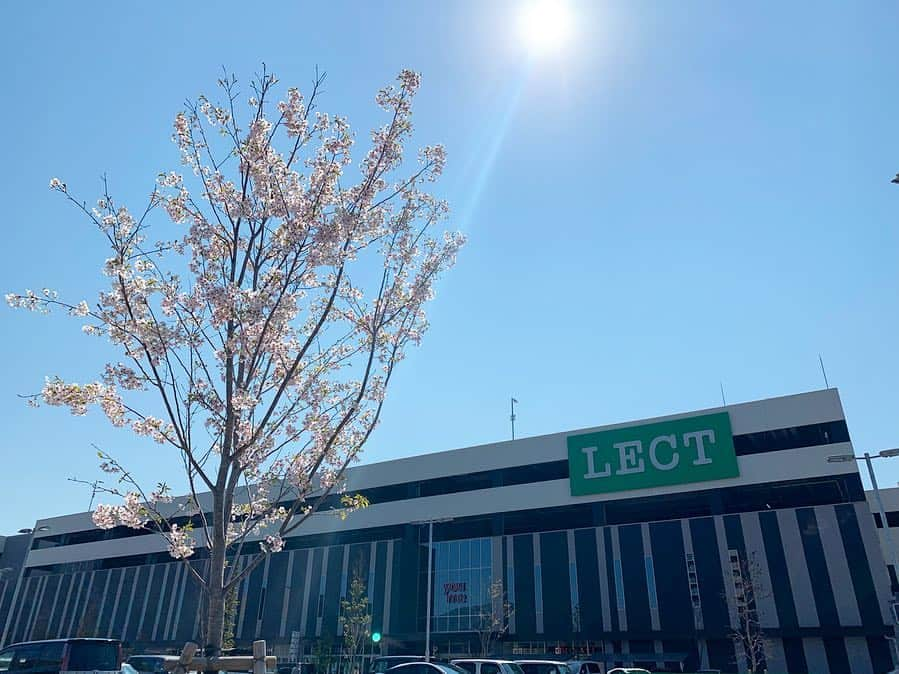 LECT レクトさんのインスタグラム写真 - (LECT レクトInstagram)「本日は暖かく、絶好のお花見日和ですね。LECTの桜も満開です。2歳なのでまだまだ小さいですが、5年後、10年後と、成長していくのが楽しみです。 4月はLECTのお誕生月。皆様へ感謝の気持ちを込めた催しを企画中です。 #lect #レクト #2周年 #誕生祭 #桜 #お花見 #ぽかぽか陽気 #春 #cherryblossom #広島観光 #広島おでかけ #ショッピングモール #広島市」4月4日 13時37分 - lect_hiroshima