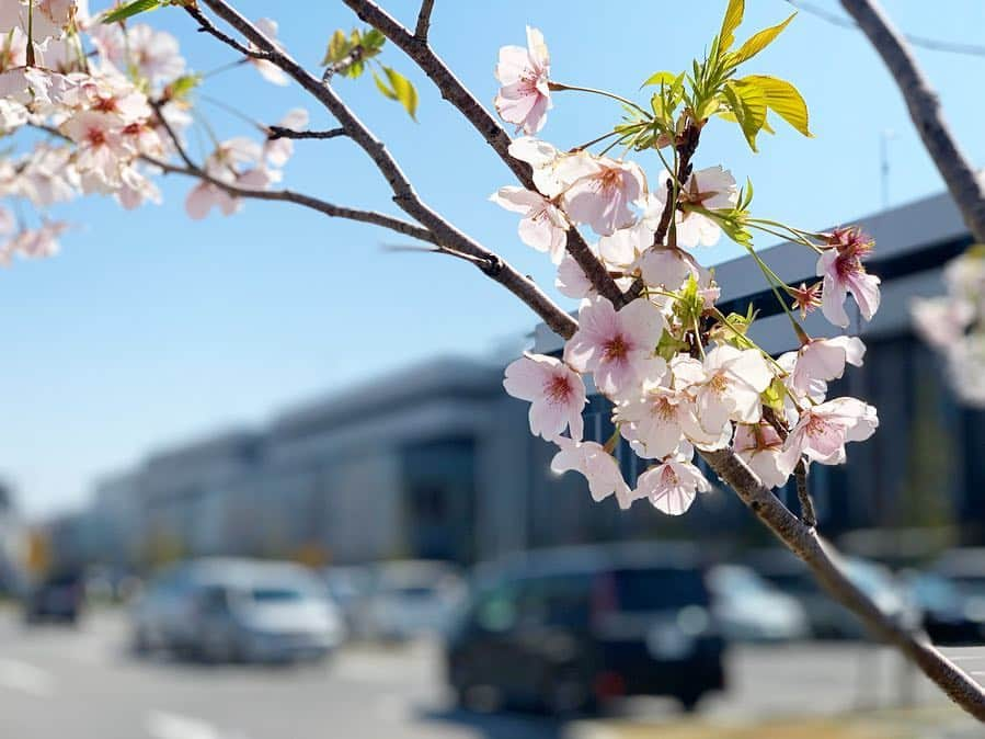 LECT レクトさんのインスタグラム写真 - (LECT レクトInstagram)「本日は暖かく、絶好のお花見日和ですね。LECTの桜も満開です。2歳なのでまだまだ小さいですが、5年後、10年後と、成長していくのが楽しみです。 4月はLECTのお誕生月。皆様へ感謝の気持ちを込めた催しを企画中です。 #lect #レクト #2周年 #誕生祭 #桜 #お花見 #ぽかぽか陽気 #春 #cherryblossom #広島観光 #広島おでかけ #ショッピングモール #広島市」4月4日 13時37分 - lect_hiroshima