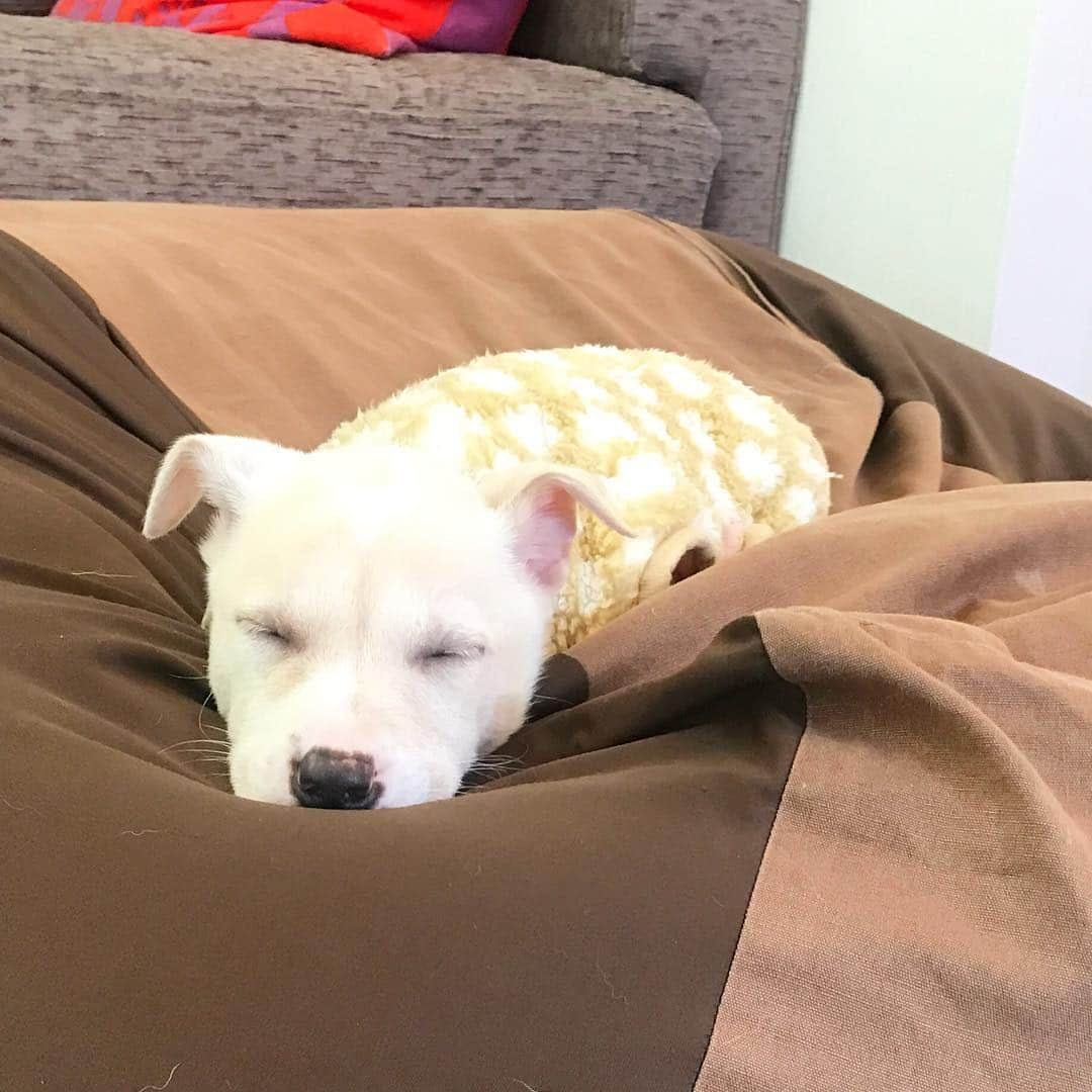 柴犬ハル&保護犬すずさんのインスタグラム写真 - (柴犬ハル&保護犬すずInstagram)「💤 . これが、こうなるシリーズ . #面影なんてどこへ #今の方が天使で可愛いよ #白目むいて爆睡中 #怖い夢でも見たのかキバも出てたよ #きっと昨日動物病院に行ったからね . #柴犬#柴#kagoshima#dog#puppy#shibainu#shibastagram#いぬバカ部#family#鹿児島#赤柴#雑種#天文館#日本犬#保護犬を家族に#保護犬#元保護犬#家族」4月4日 13時45分 - haruharu040777