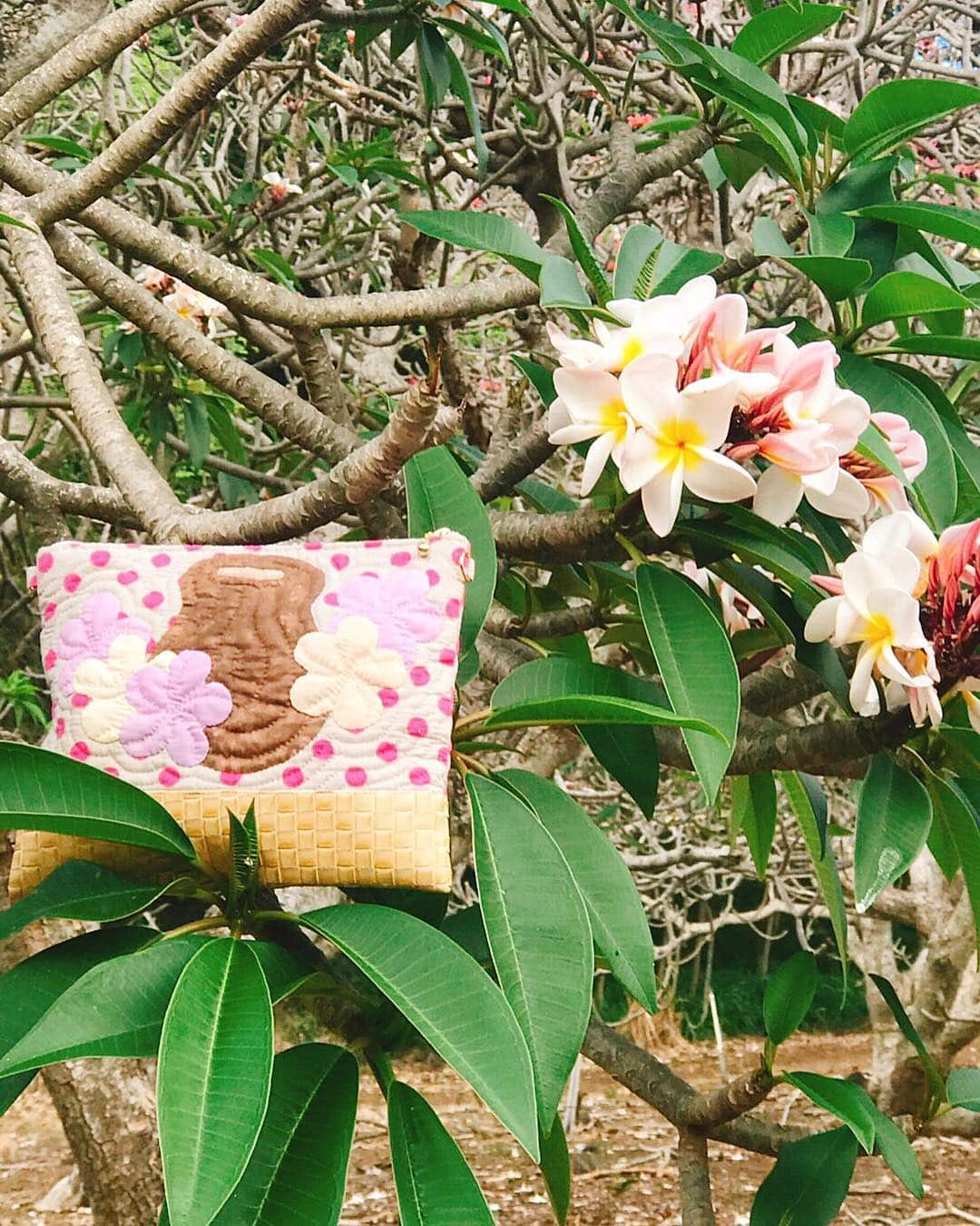 キャシー中島さんのインスタグラム写真 - (キャシー中島Instagram)「* 午後はサンデービーチの近くにあるプルメリアガーデンで撮影です。  今の時期は葉っぱが無くて花だけが咲いています。 それも花が少なくてさみしーーーい 😢 プルメリアの木は面白い形をしているのでなんとも宇宙的です🌳」4月4日 13時51分 - official_kathynakajima