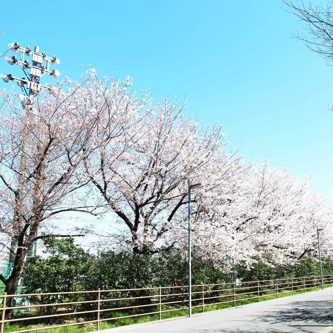 浦和レッドダイヤモンズさんのインスタグラム写真 - (浦和レッドダイヤモンズInstagram)「大原サッカー場の桜。明日4/5(金)は、横浜F・マリノス戦。埼玉スタジアムにて19:33キックオフ。埼スタの桜もぜひ、ご覧ください。  #桜 #urawareds #浦和レッズ #金J #フライデーナイトJリーグ」4月4日 13時54分 - urawaredsofficial