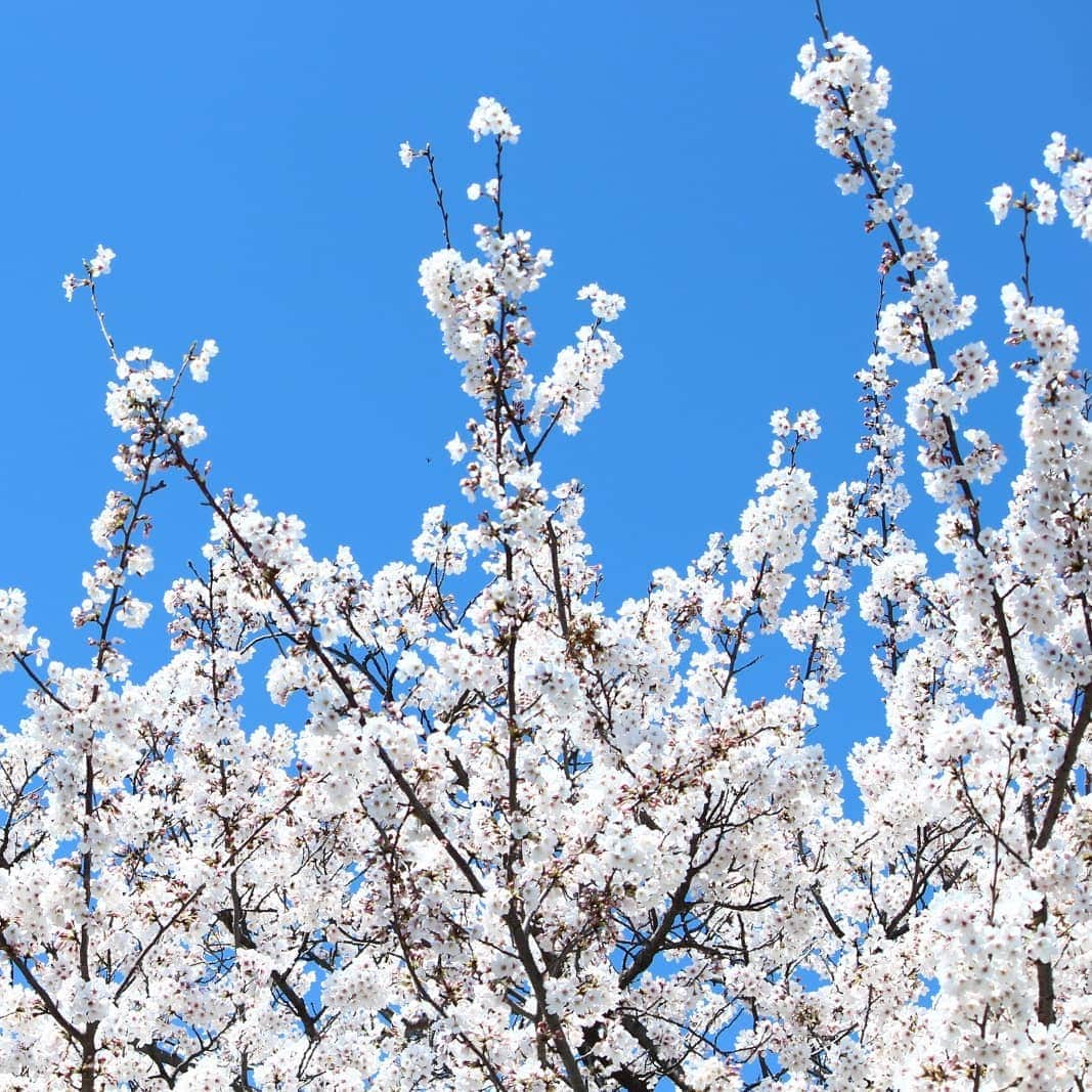 浦和レッドダイヤモンズさんのインスタグラム写真 - (浦和レッドダイヤモンズInstagram)「大原サッカー場の桜。明日4/5(金)は、横浜F・マリノス戦。埼玉スタジアムにて19:33キックオフ。埼スタの桜もぜひ、ご覧ください。  #桜 #urawareds #浦和レッズ #金J #フライデーナイトJリーグ」4月4日 13時54分 - urawaredsofficial