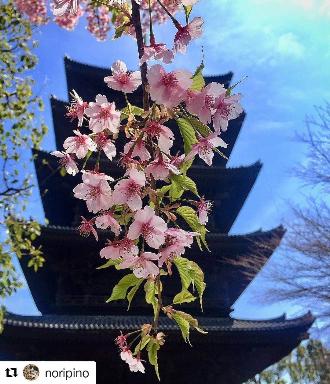 関西LIFE－homelife－さんのインスタグラム写真 - (関西LIFE－homelife－Instagram)「【京都府・京都市】 #homelife_京都 では京都のいいところを紹介していきます。みなさんの大好きな京都を教えてください。 . . 五重塔をバックに桜の咲く【東寺】を紹介してくれたのは、 @noripino さん。 桜の名所としても知られている東寺。中でも”不二桜”と呼ばれる枝垂れ桜は圧巻の景色です。境内には不二桜以外にもたくさんの桜があるので、そちらも楽しんでみてくださいね❀夜間には桜のライトアップも開催されます！ぜひ、春の京都を感じに訪れてみてくださいね♪ （photo by noripino ） . #Repost @noripino (@get_repost) ・・・ . . #東寺 #五重塔 #世界遺産 #桜 #河津桜 #桜の名所 #青空 #ライトアップ #京都の春 #京都の桜 #花のある景色 #花のある暮らし #京都市 #京都旅行 #京都観光 #京都 #そうだ京都行こう #観光 #旅行 #japan #japantrip #japantrip2019 #kyoto」4月4日 13時56分 - archihome_local