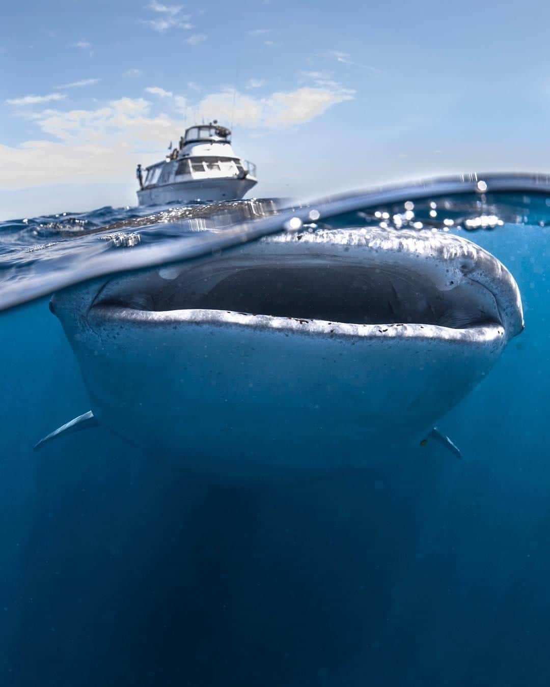 Australiaさんのインスタグラム写真 - (AustraliaInstagram)「No need to be alarmed, whale sharks would much rather eat plankton than boats 😉 Despite their enormous mouths, which you can clearly see in this incredible shot by @samlawrencephoto, we're pleased to say that #whalesharks pose no risk to humans and are surprisingly very docile creatures! The season for these gentle giants has officially arrived at @australiascoralcoast in @westernaustralia; #Ningaloo is the only place on the planet where large numbers of these creatures are known to visit so close to land every year from April to July. Book a swim and snorkel tour with one of the certified operators here, including @ningalooreefdive and @liveningaloo, for an unforgettable experience.  #seeaustralia #justanotherdayinwa #coralcoast #adventure #wildlifephotography #underwaterphotography」4月4日 14時00分 - australia