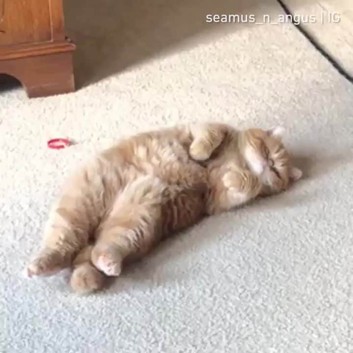 のインスタグラム：「When you’ve accepted that you just won’t be “bikini-ready” this summer⠀ ⠀ 📹@seamus_n_angus⠀ ⠀ #meowed #Exoticshorthair #👙 #idontcareanymore」