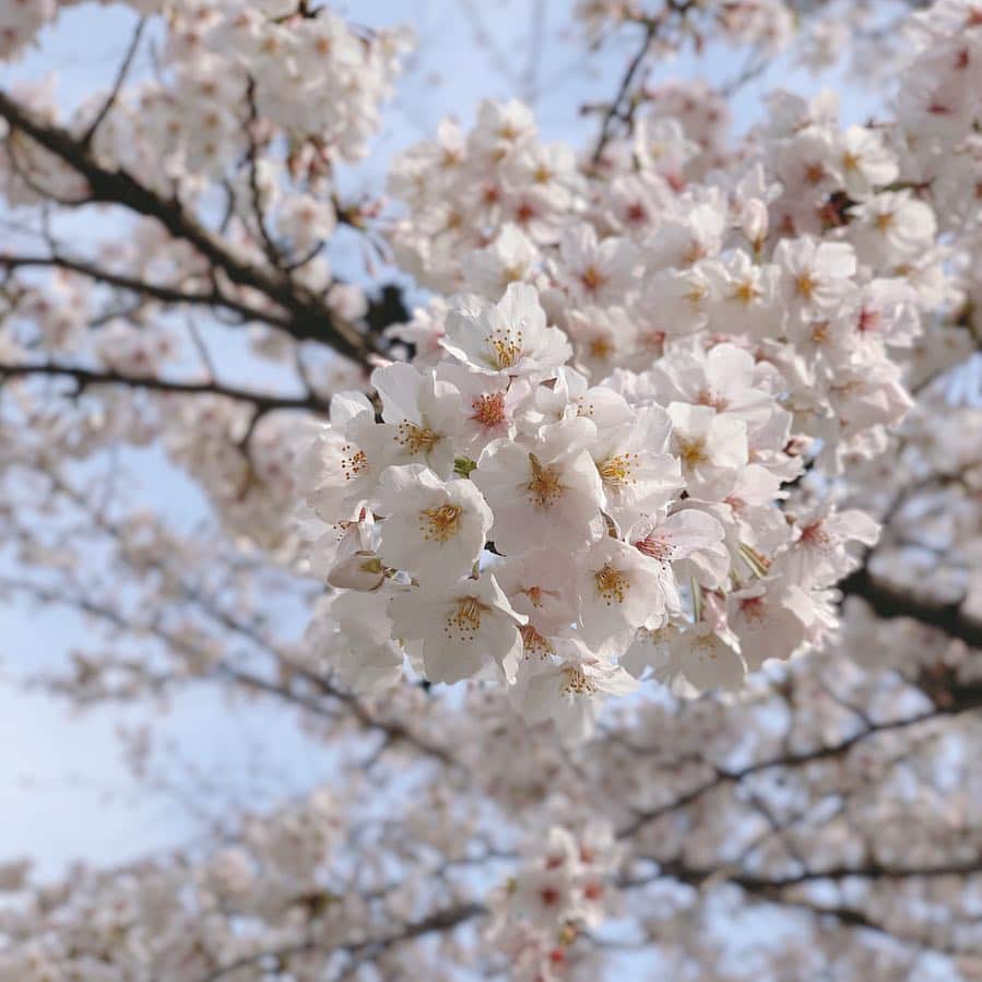 高橋希良さんのインスタグラム写真 - (高橋希良Instagram)「🌸🍃 #春 #桜」4月4日 14時08分 - kira_takahashi_official