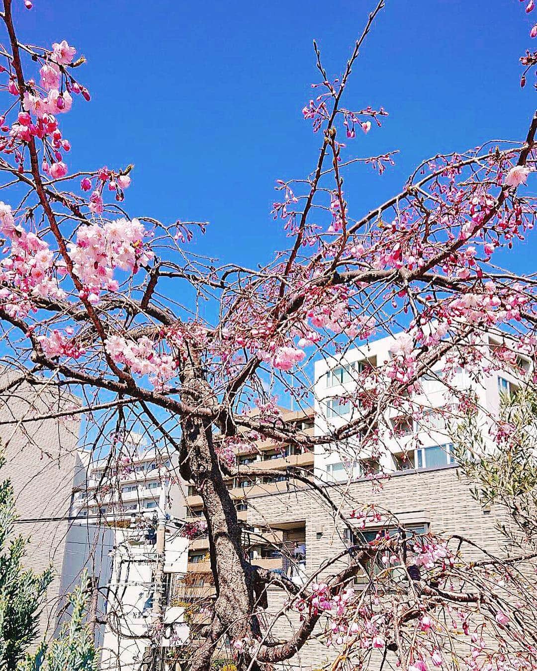 キャシー中島さんのインスタグラム写真 - (キャシー中島Instagram)「* 我が家のニャンコはお留守番。 ちゃんと待っててくれてます！ 屋上の桜🌸 私たちが帰るまで咲いててくれるかな？ * #勝野家のネコ達 #ねこ#ぬこ#キャット#cat#chat#gato」4月4日 14時09分 - official_kathynakajima
